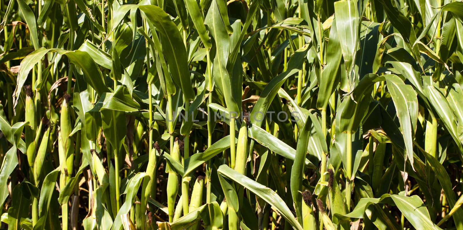 agricultural field on which grow up corn