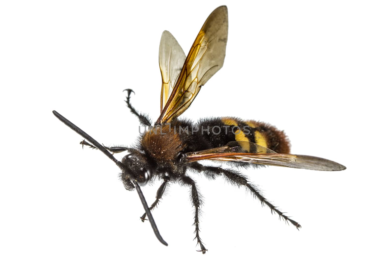 Scolia flavifrons (lat. Scoliidae), isolated on white background