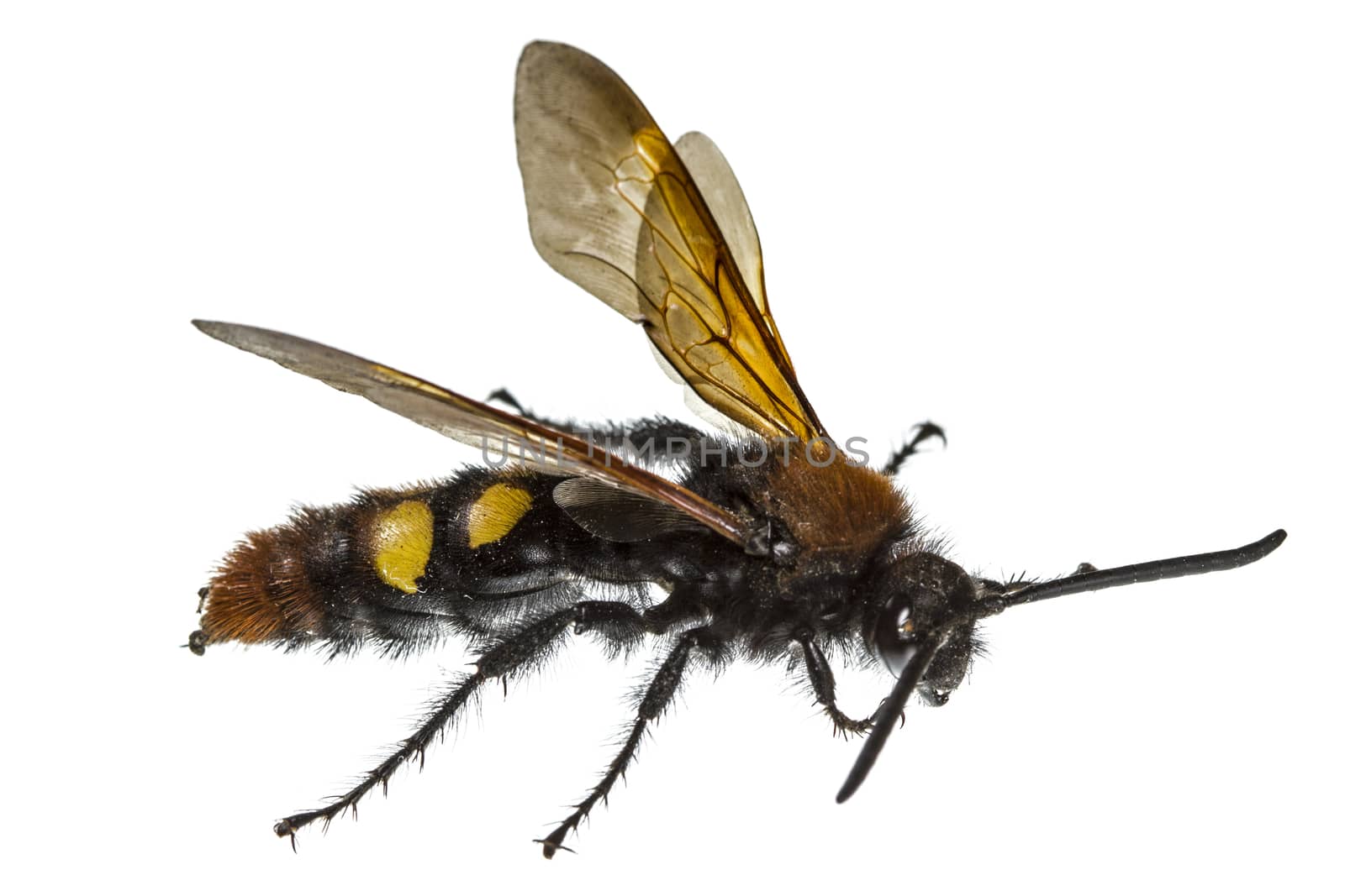 Scolia flavifrons (lat. Scoliidae), isolated on white background