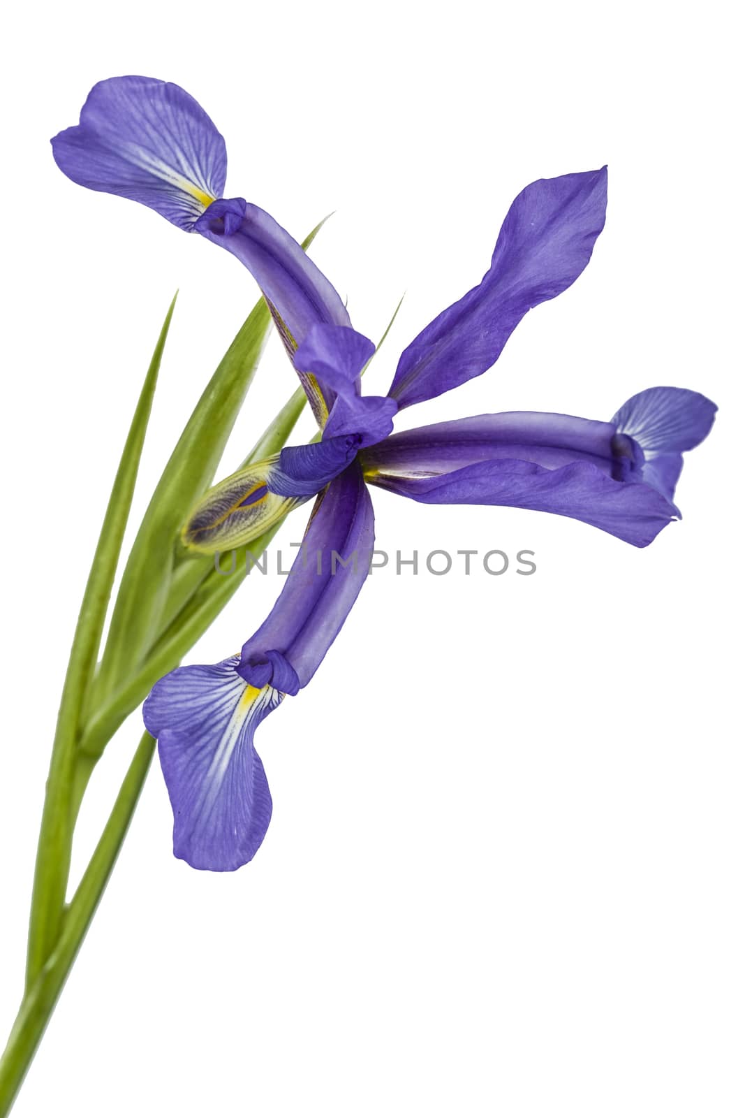 Iris flowers, isolated on white