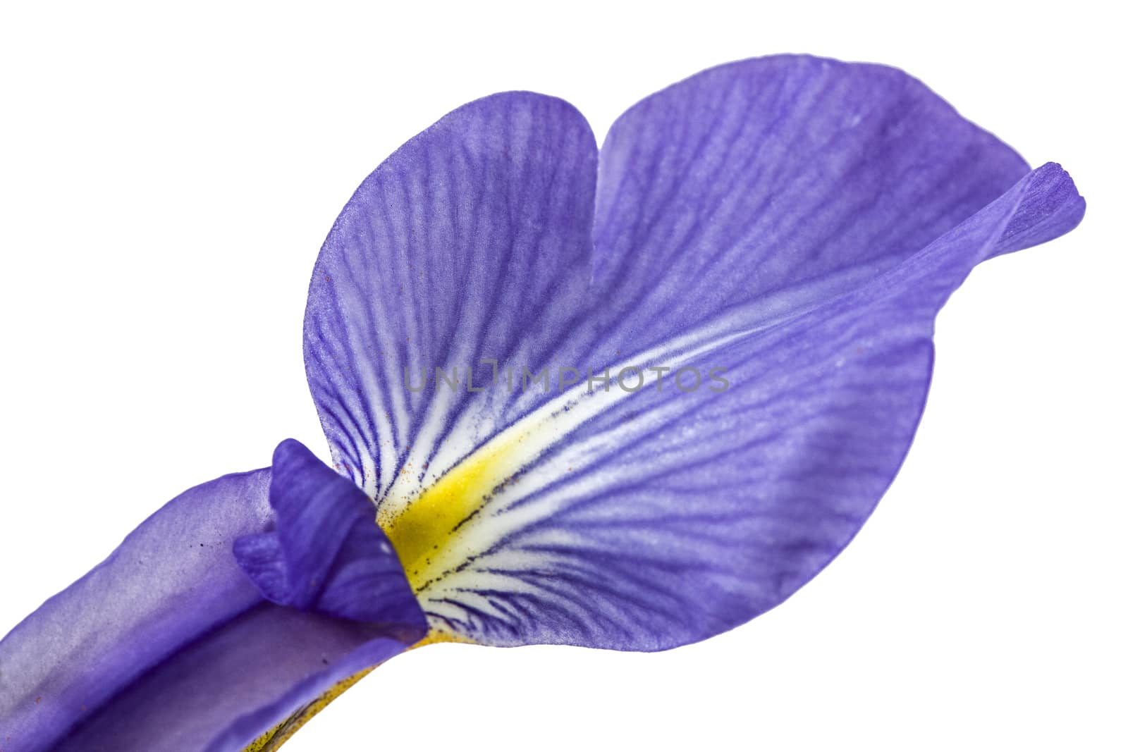 Petal the Iris flower, isolated on white, close-up
