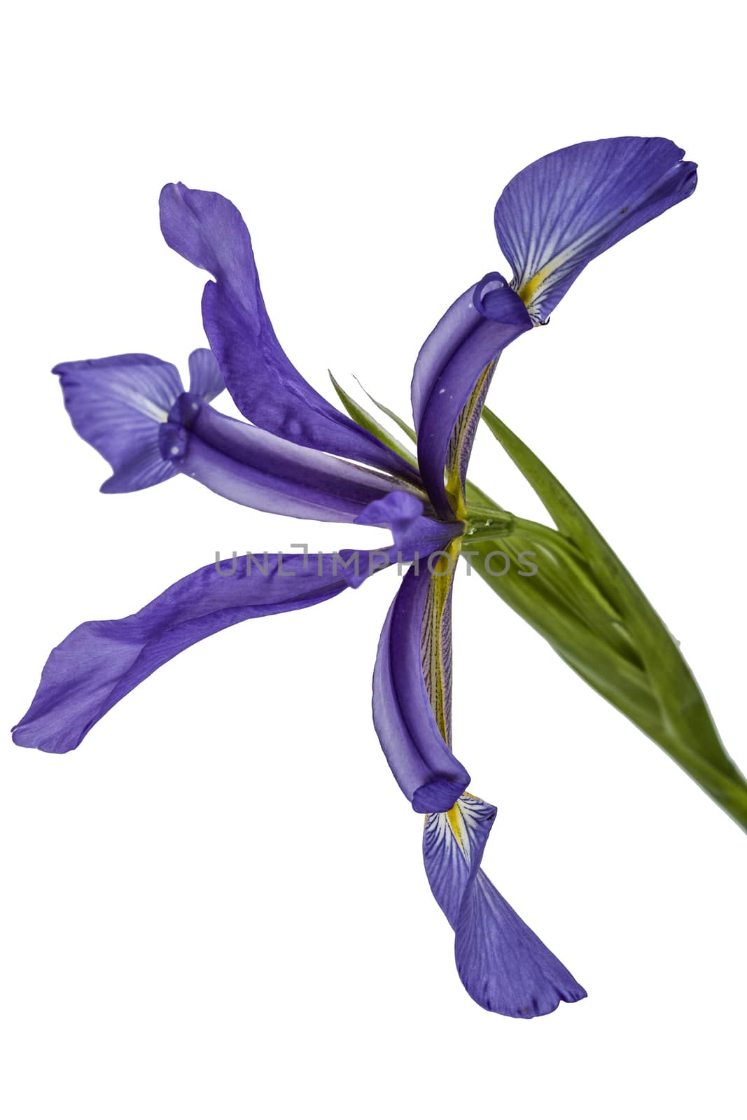 Iris flowers, isolated on white