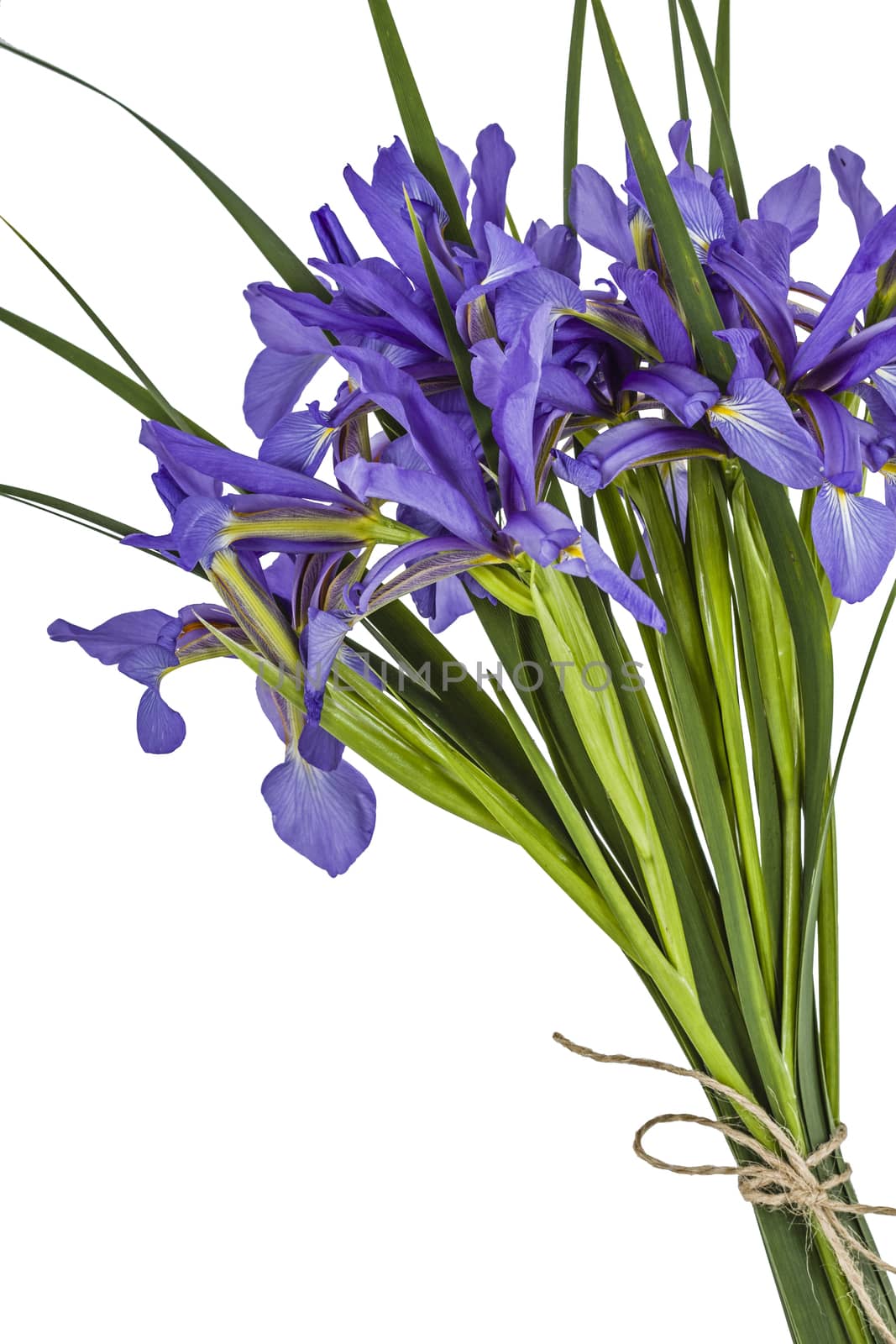 Iris flowers, isolated on white