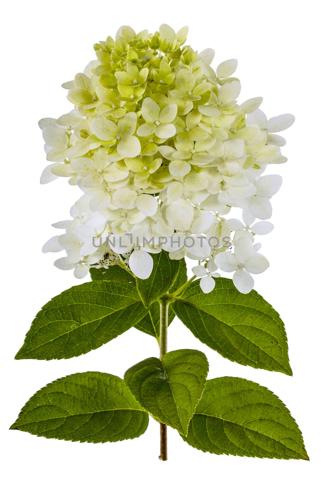 Flowers of Hydrangea  isolated on a white background