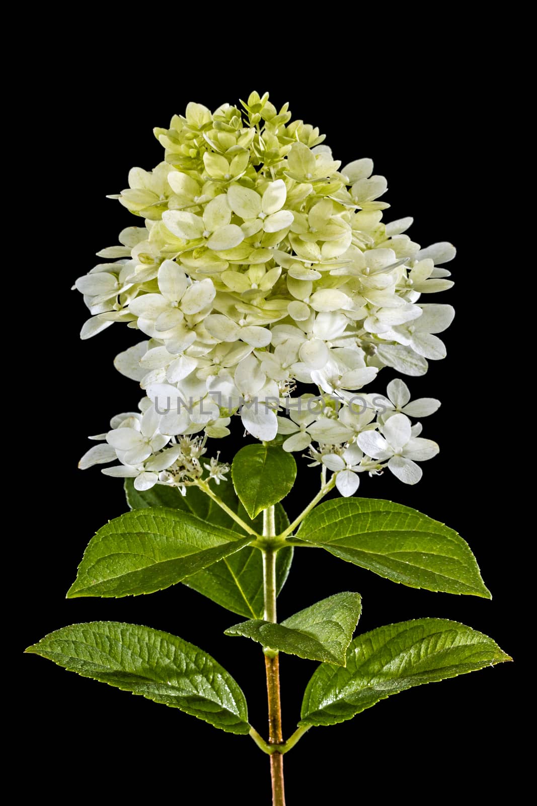 Flowers of hydrangea, isolated on black background