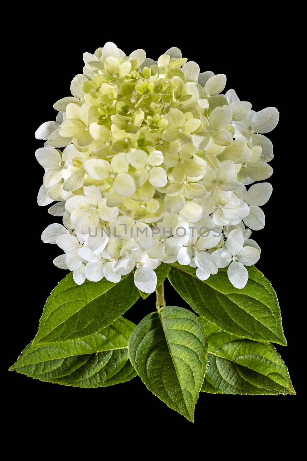 Flowers of hydrangea, isolated on black background