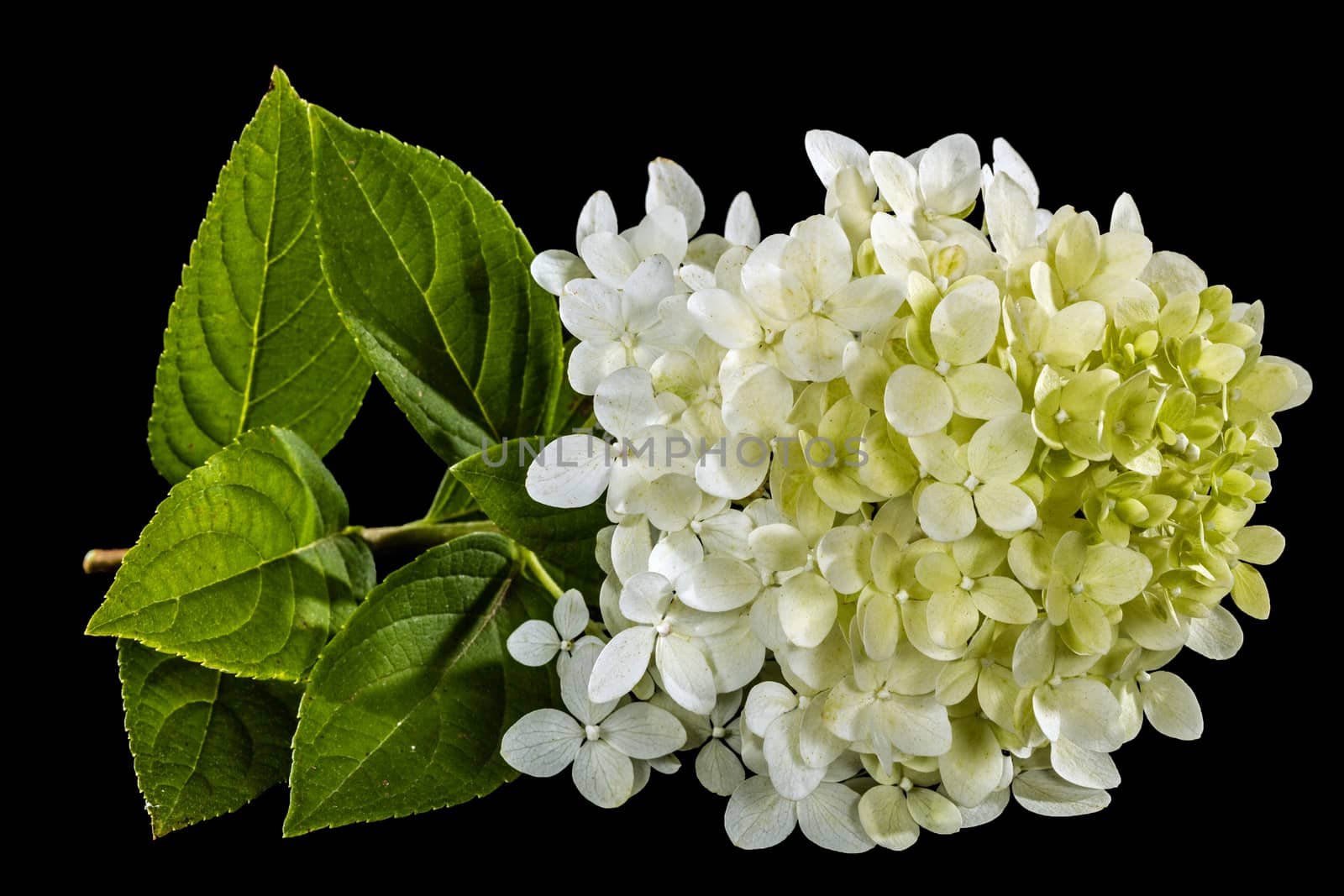 Flowers of hydrangea, isolated on black background