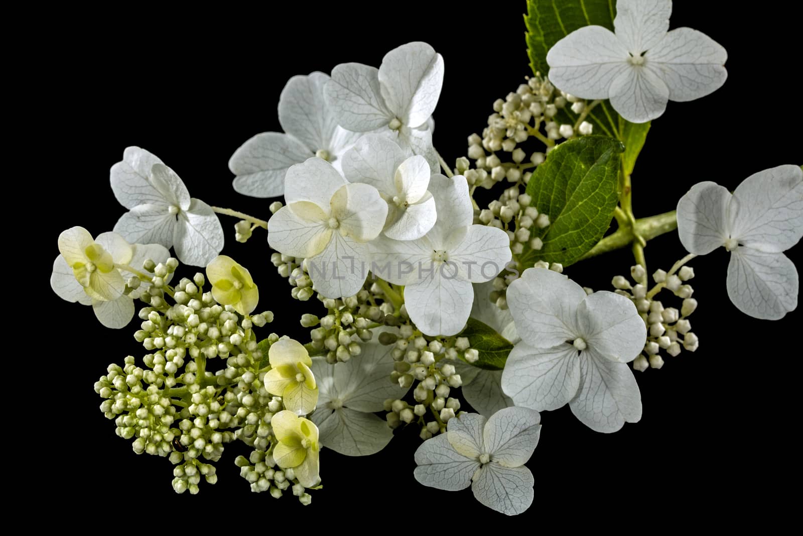 Flowers of hydrangea, isolated on black background