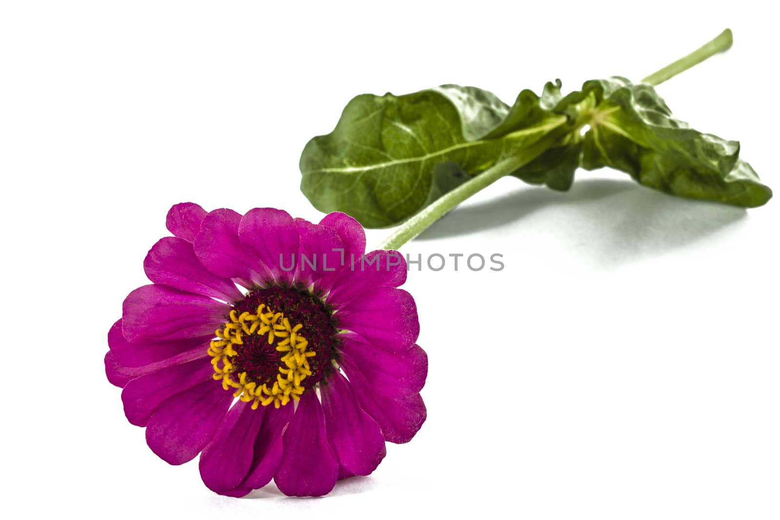 Flower of  zinnia, isolated on white background