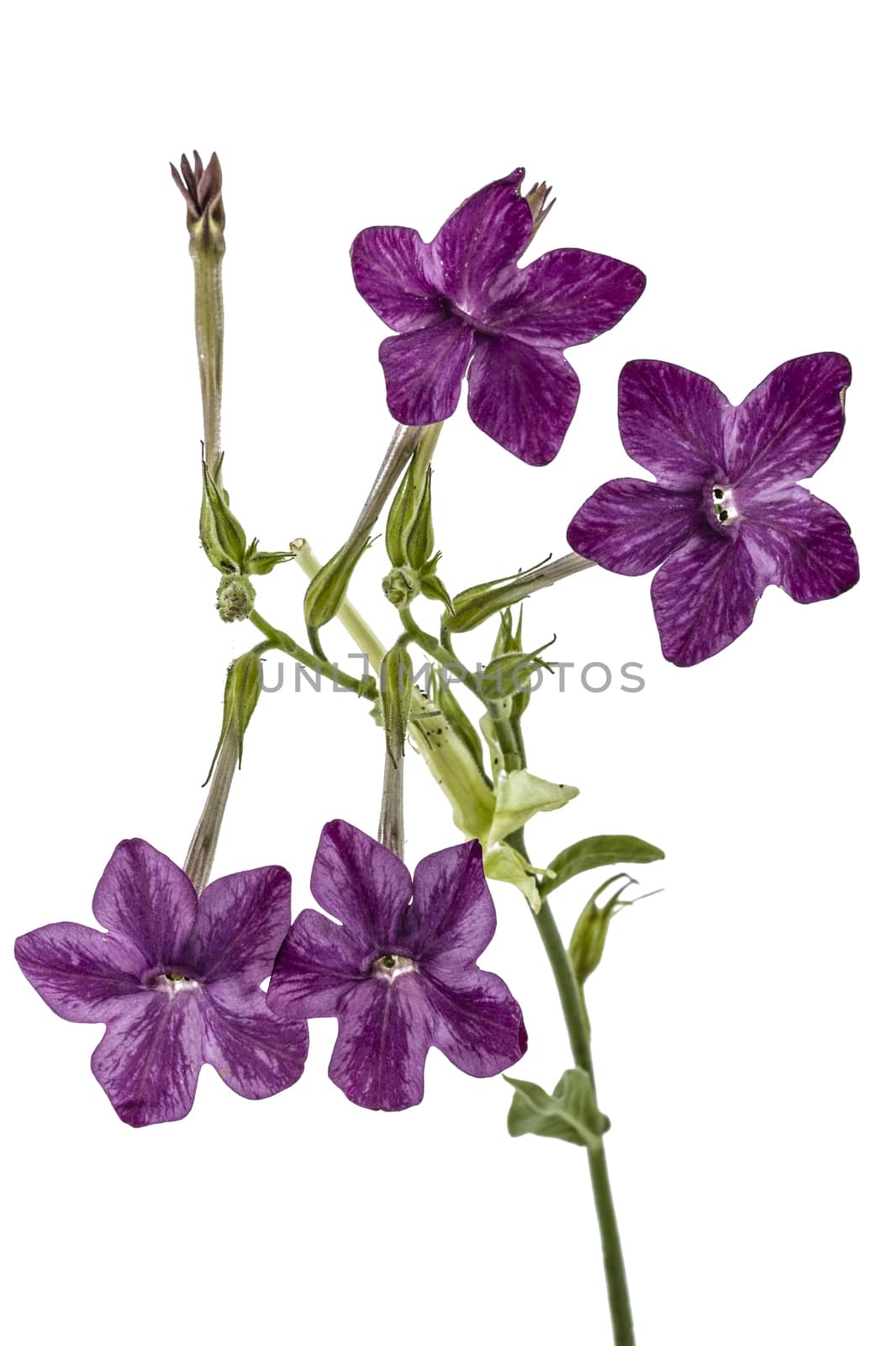Flowers of tobacco scented, lat.Nicotiana, isolated on white background
