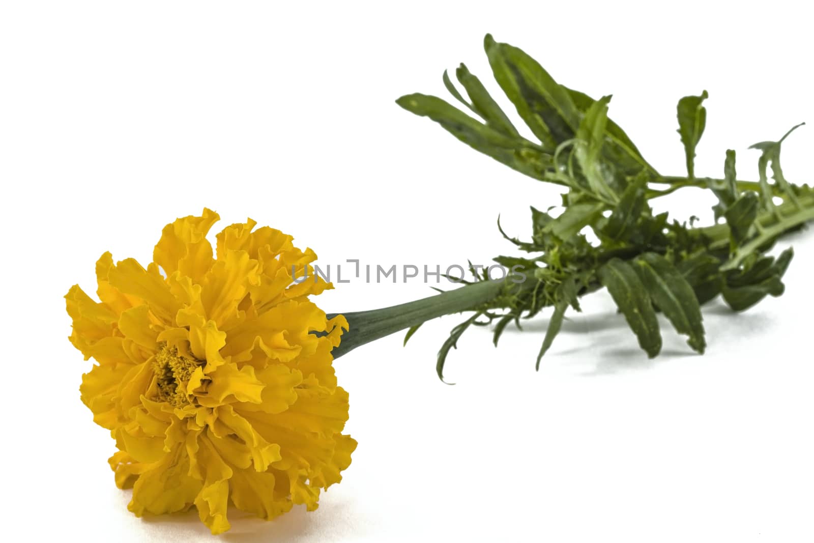 Flower of marigold, lat.Tagetes, isolated on white background