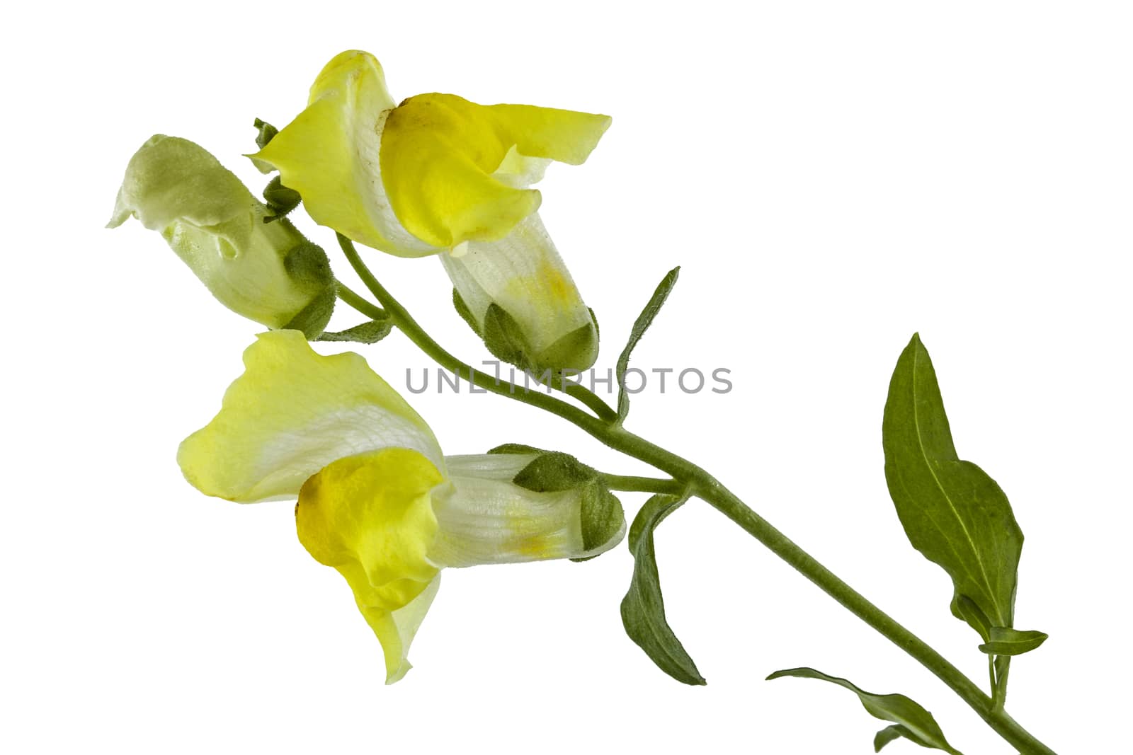 Flowers of snapdragon, lat.Antirrhinum, isolated on white background