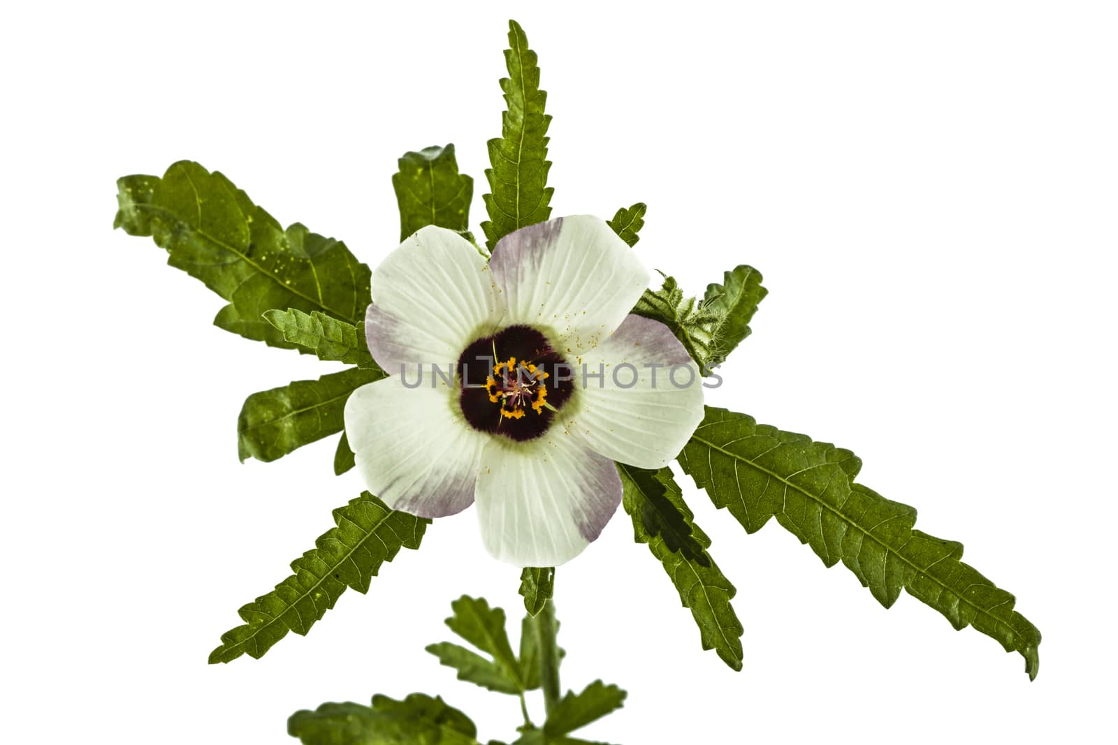 Flower of Hibiscus, isolated on white background