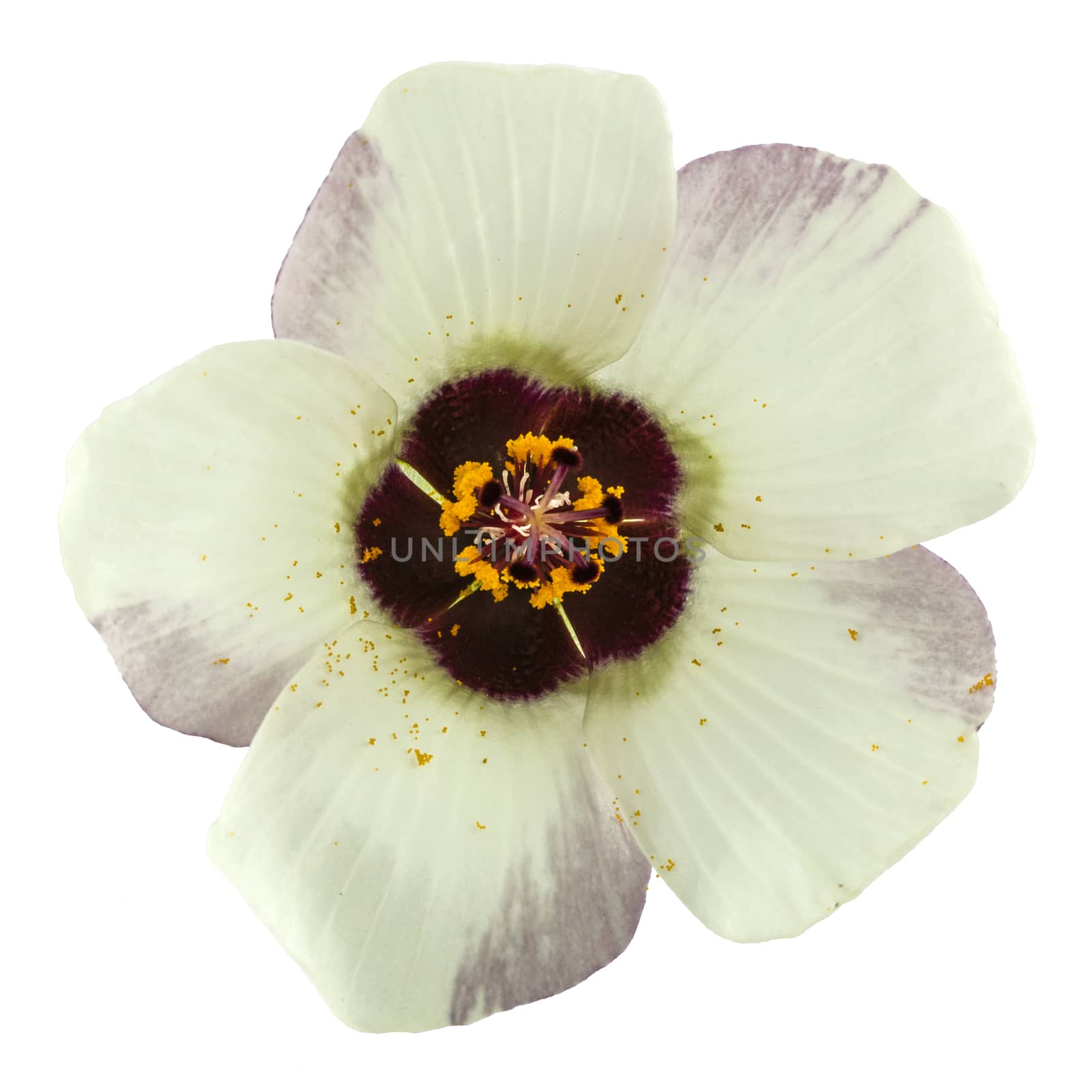 Flower of Hibiscus, isolated on white background
