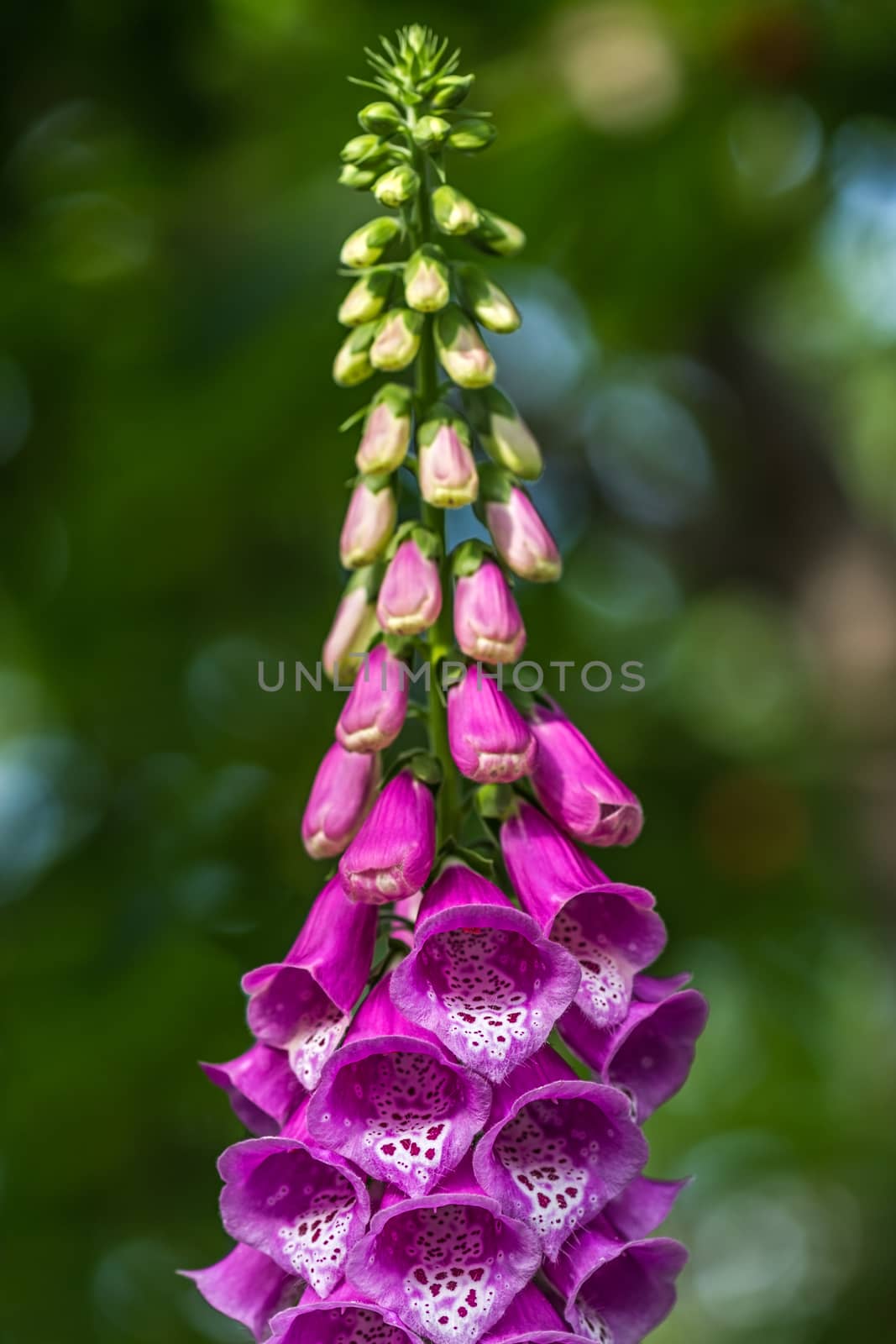 Flower foxglove, lat. Digitalis purpurea