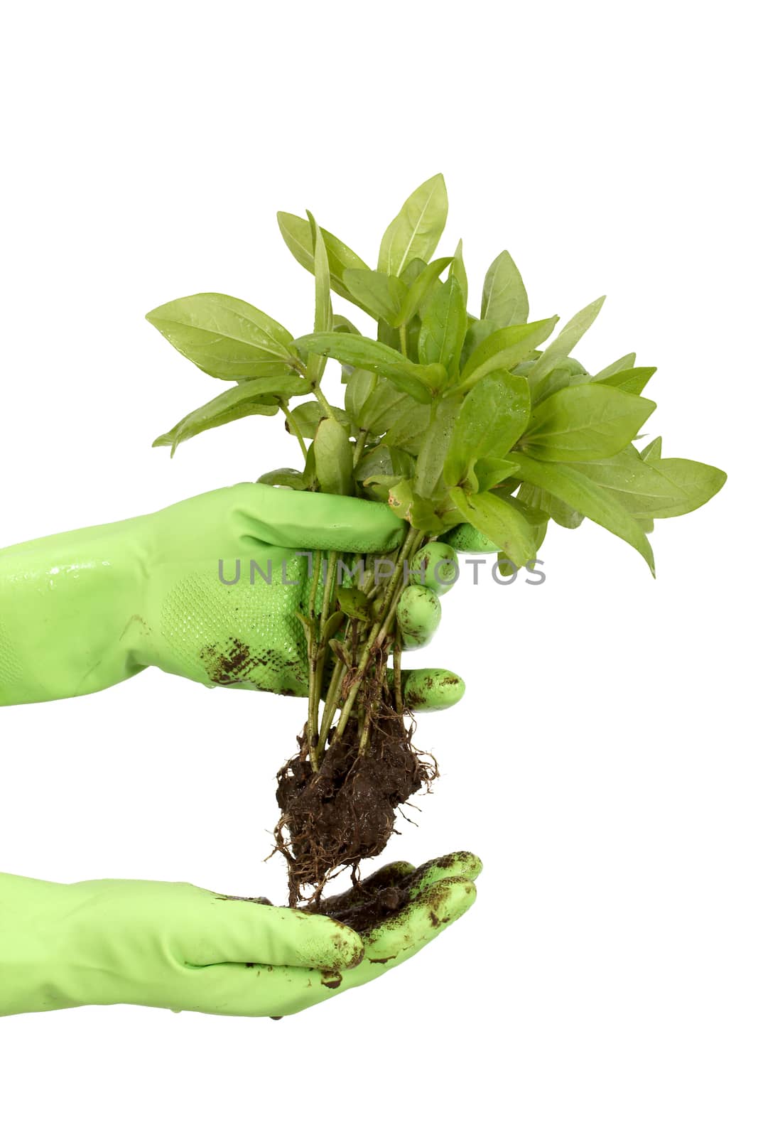 Human hands and young plant