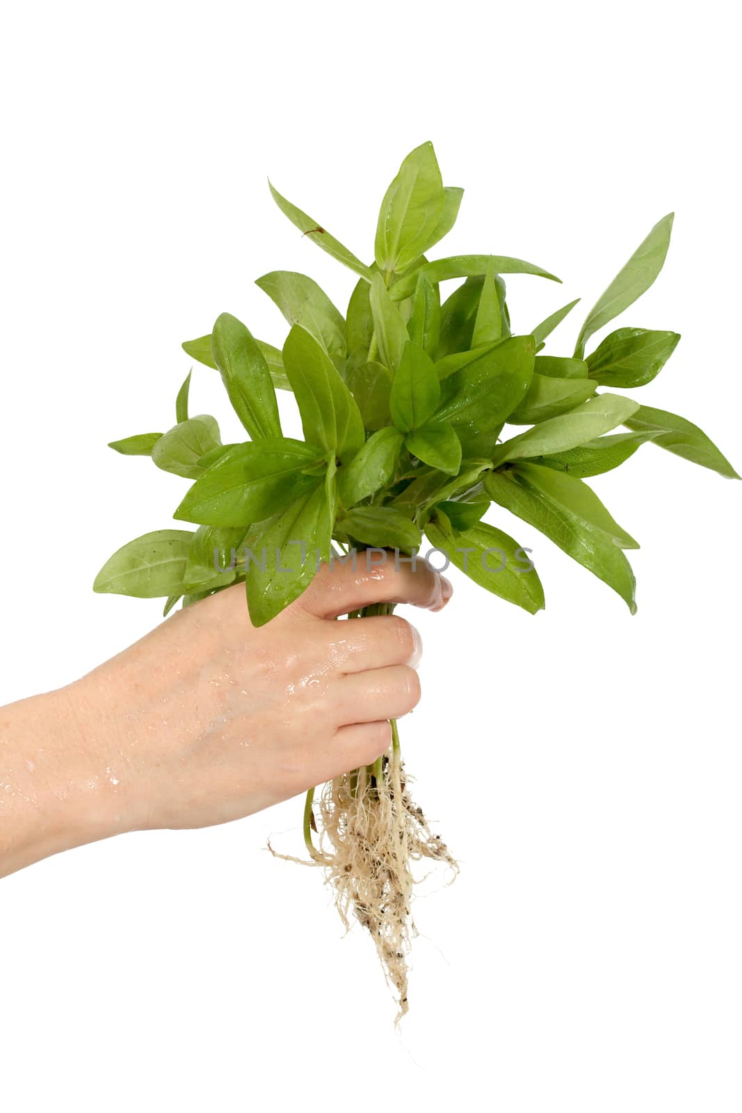 Human hand and young plant