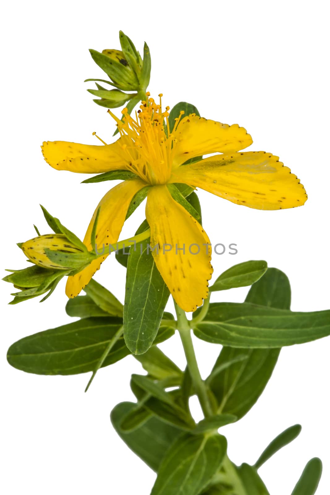 Flower of Hypericum (Latin Hypericum), isolated on white background