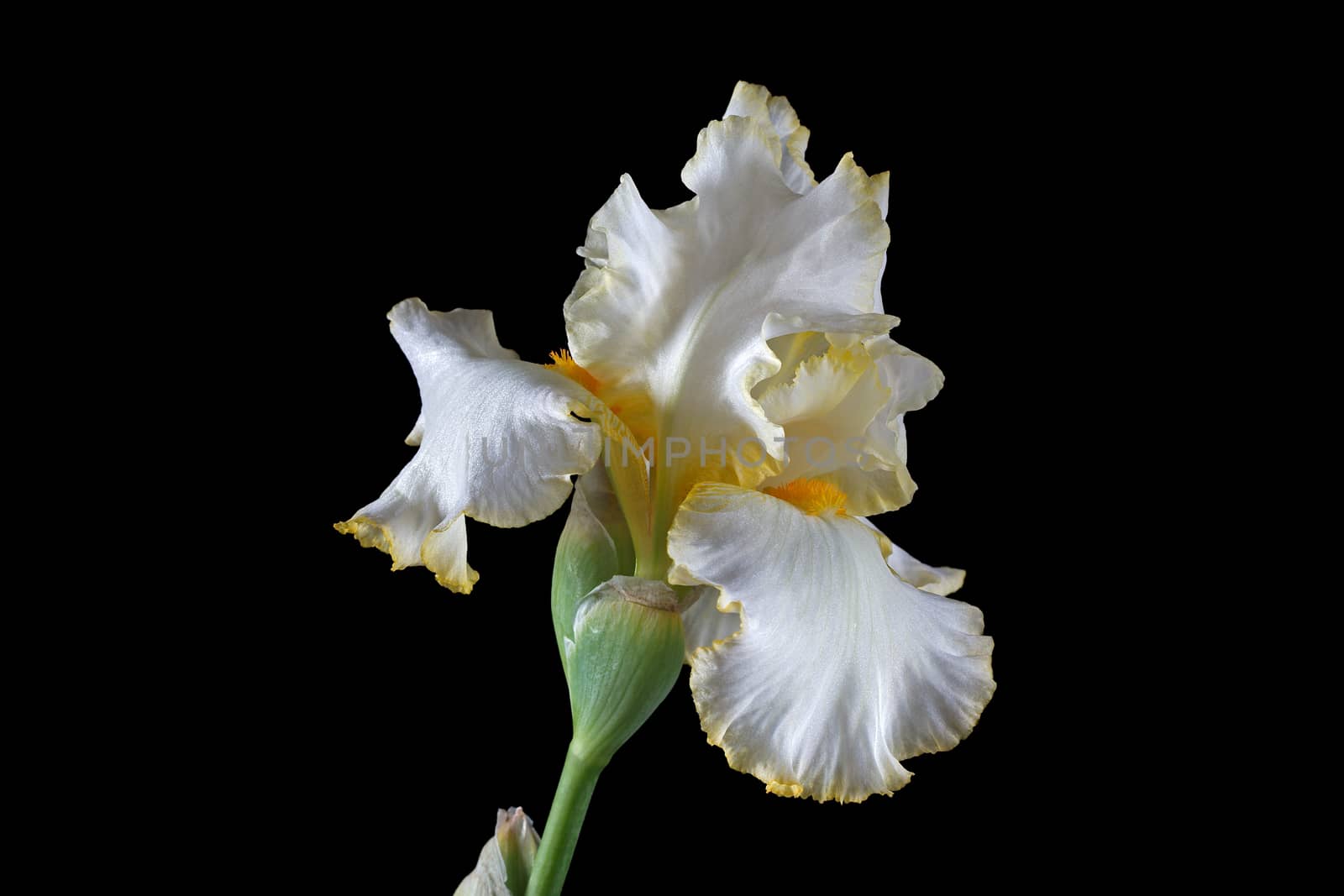 Flower of iris, lat. Iris, isolated on black backgrounds
