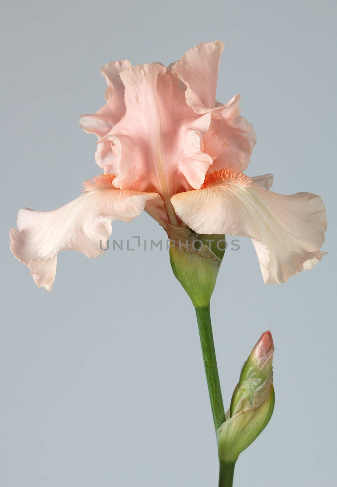 Flower of iris, lat. Iris, isolated on gray backgrounds