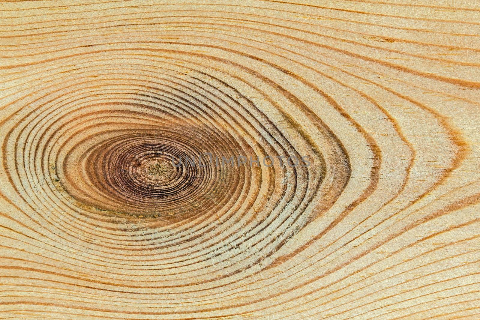 Wood texture with natural pattern