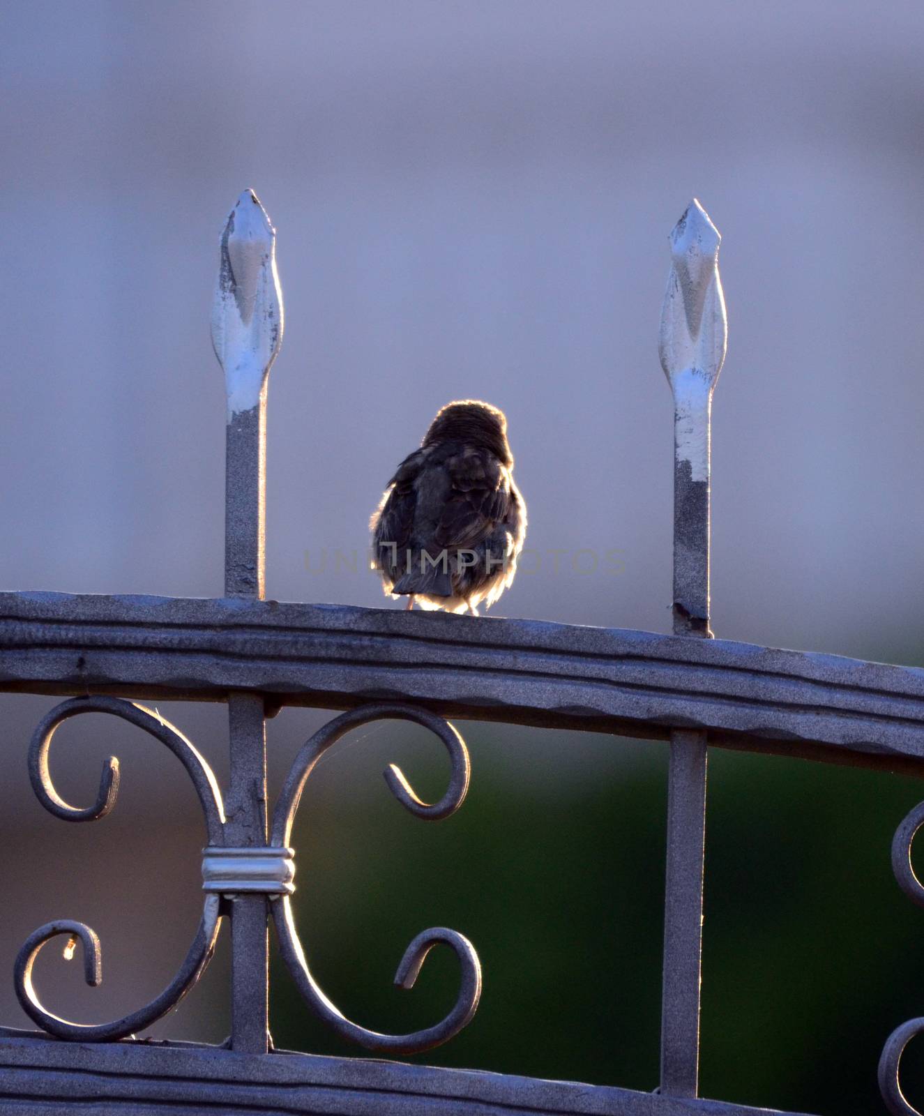 picture of a House sparrow in the morning sun
