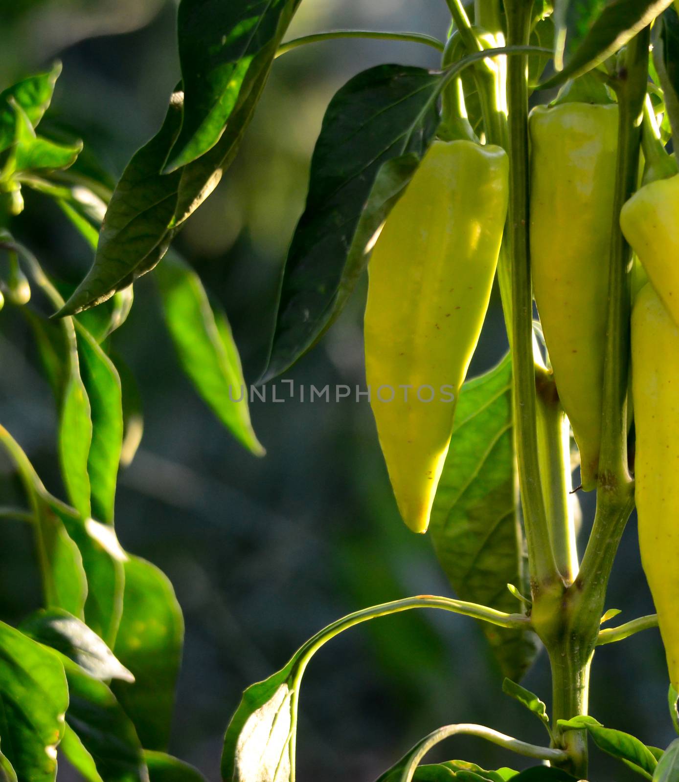 Picture Organic pepper growing in a garden