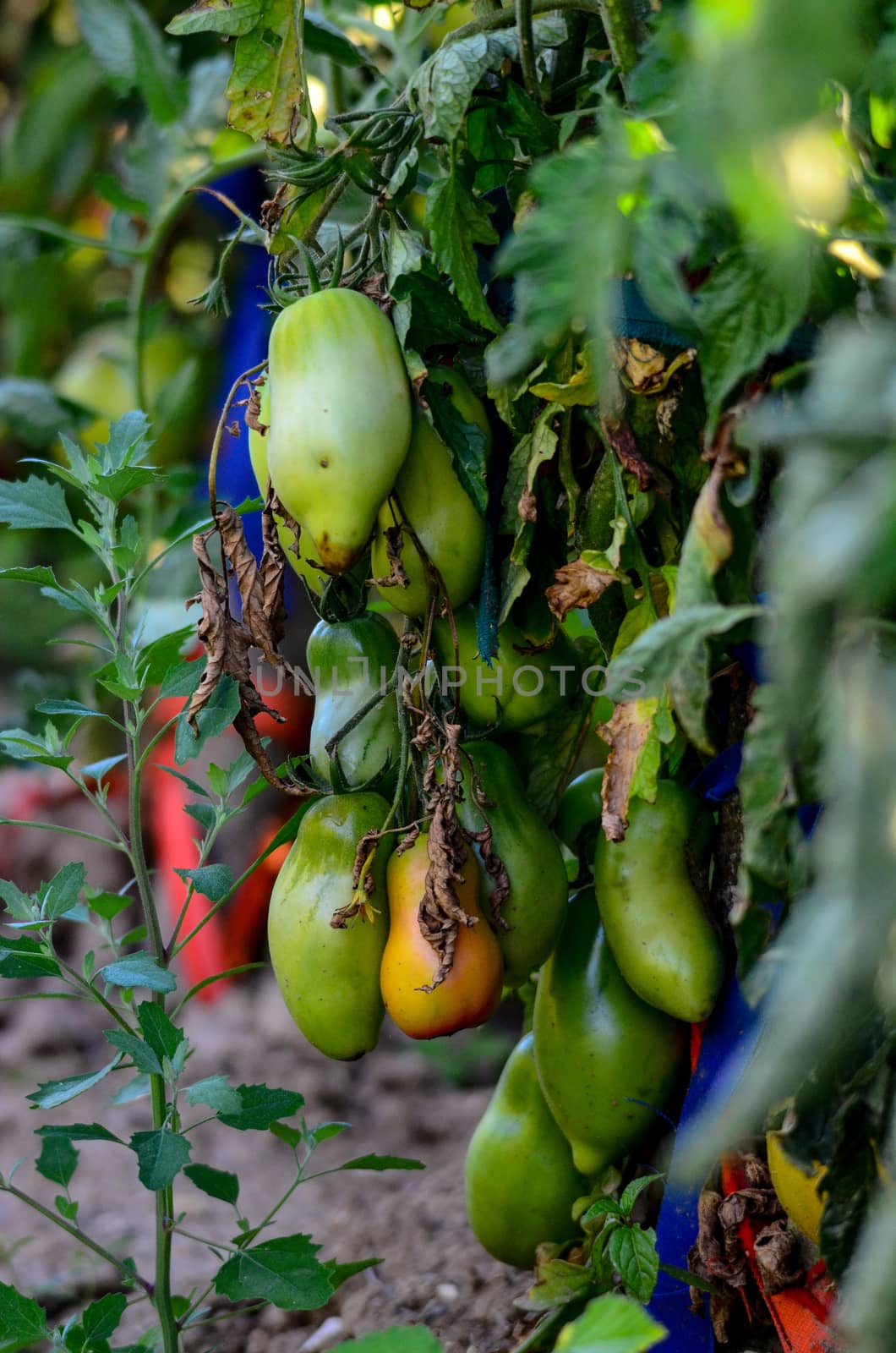 Picture of  a Organic bunch of tomatoes ripening on the branch