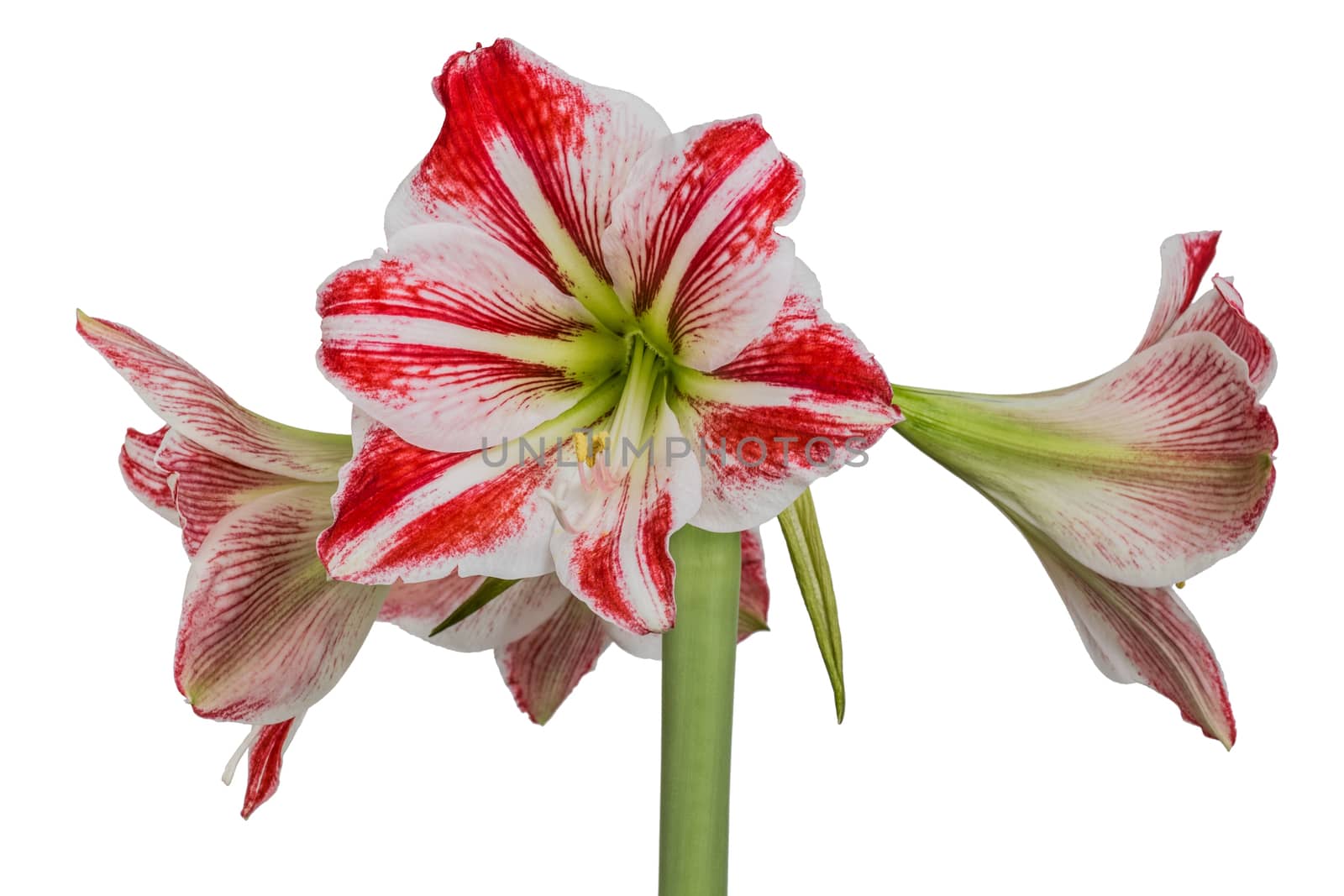 Gippeastrum, Amaryllis (lat. Hippeastrum, Amaryllis), isolated on white background