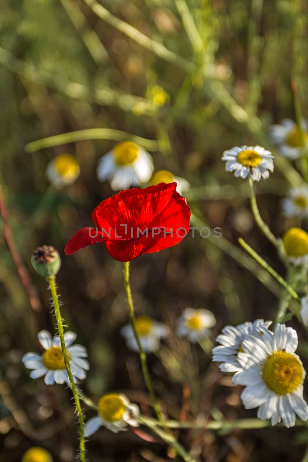 The beautiful flower of wild poppy on the background of daisies