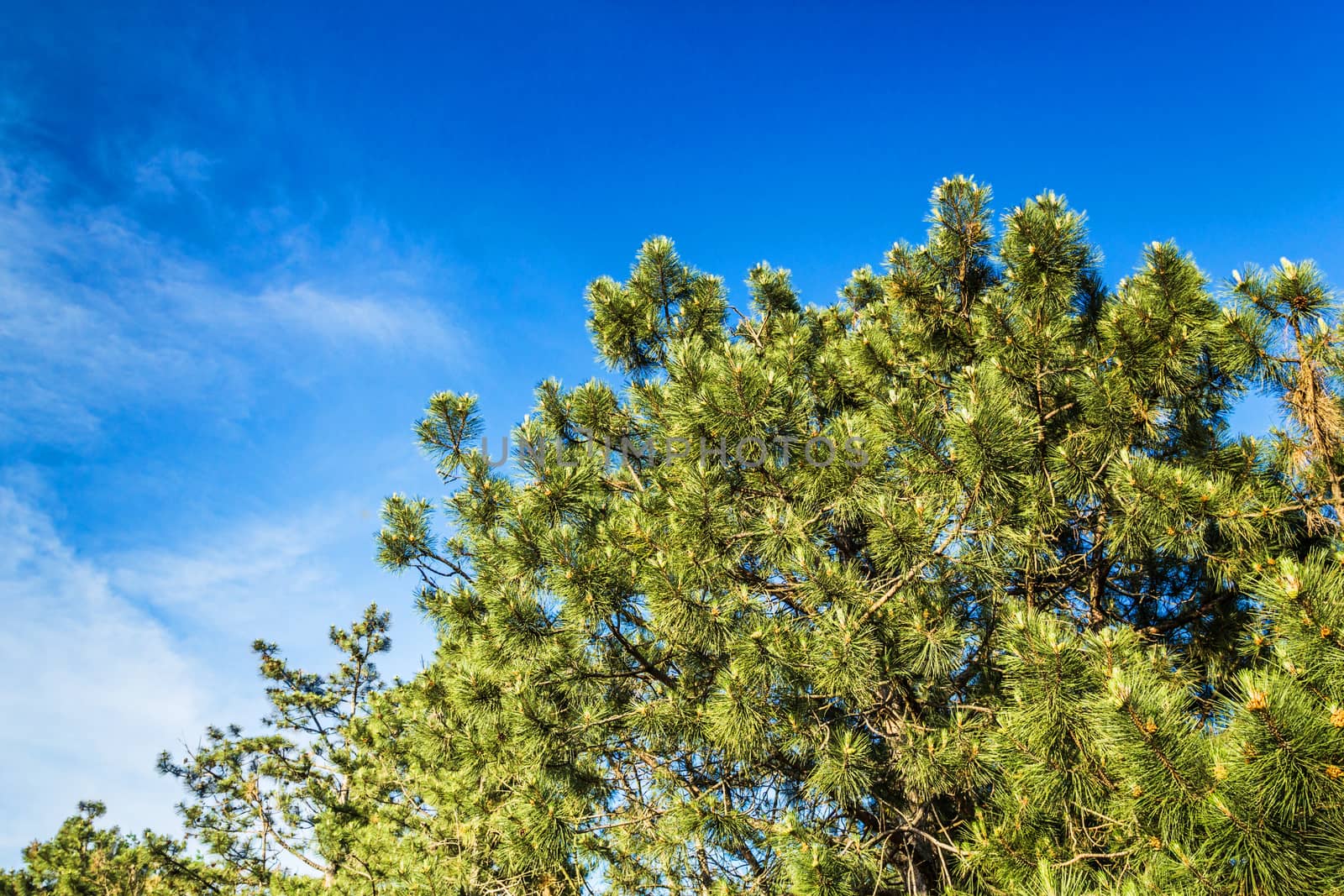A beautiful krone of coniferous tree against the blue sky background