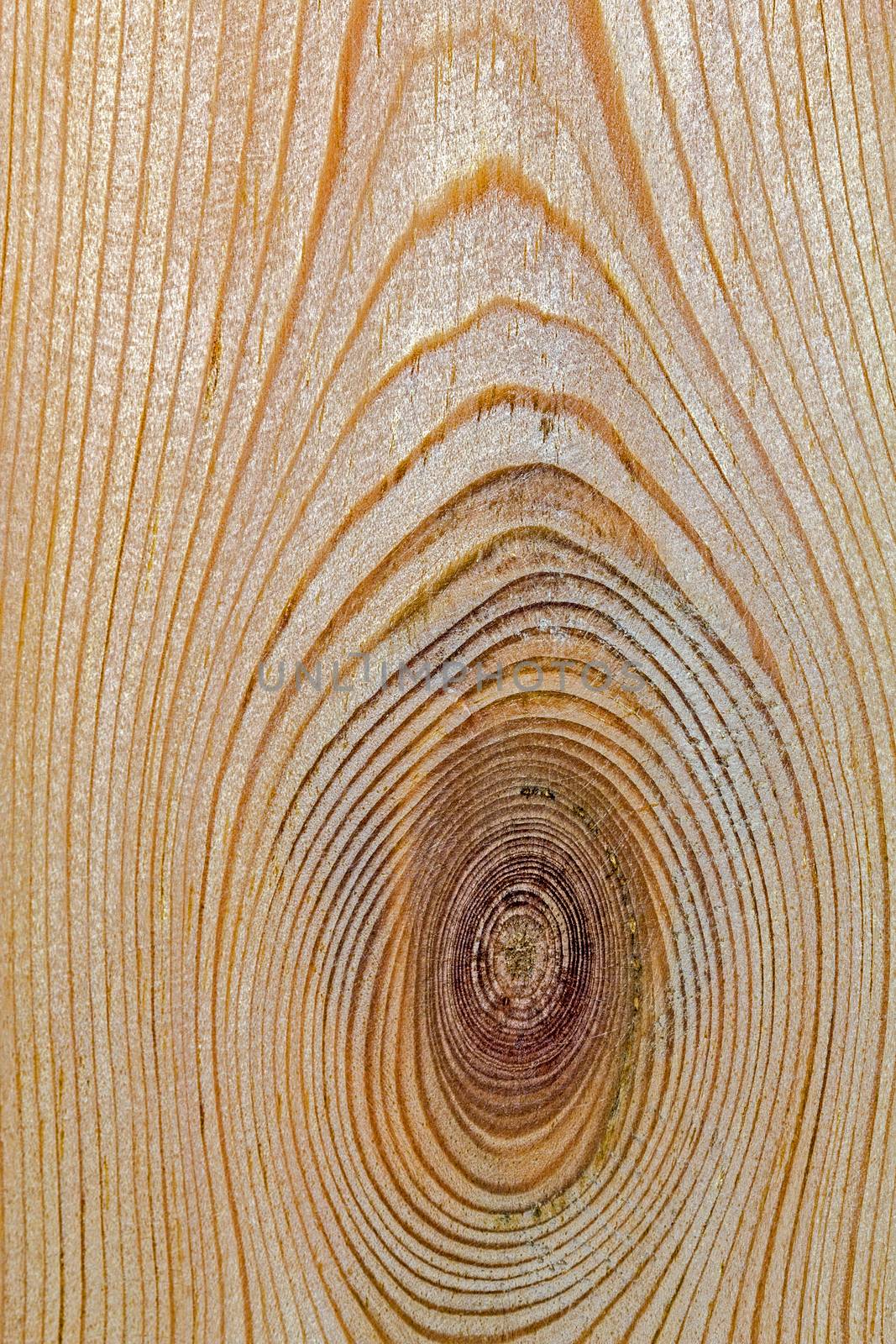 Wood texture with natural pattern