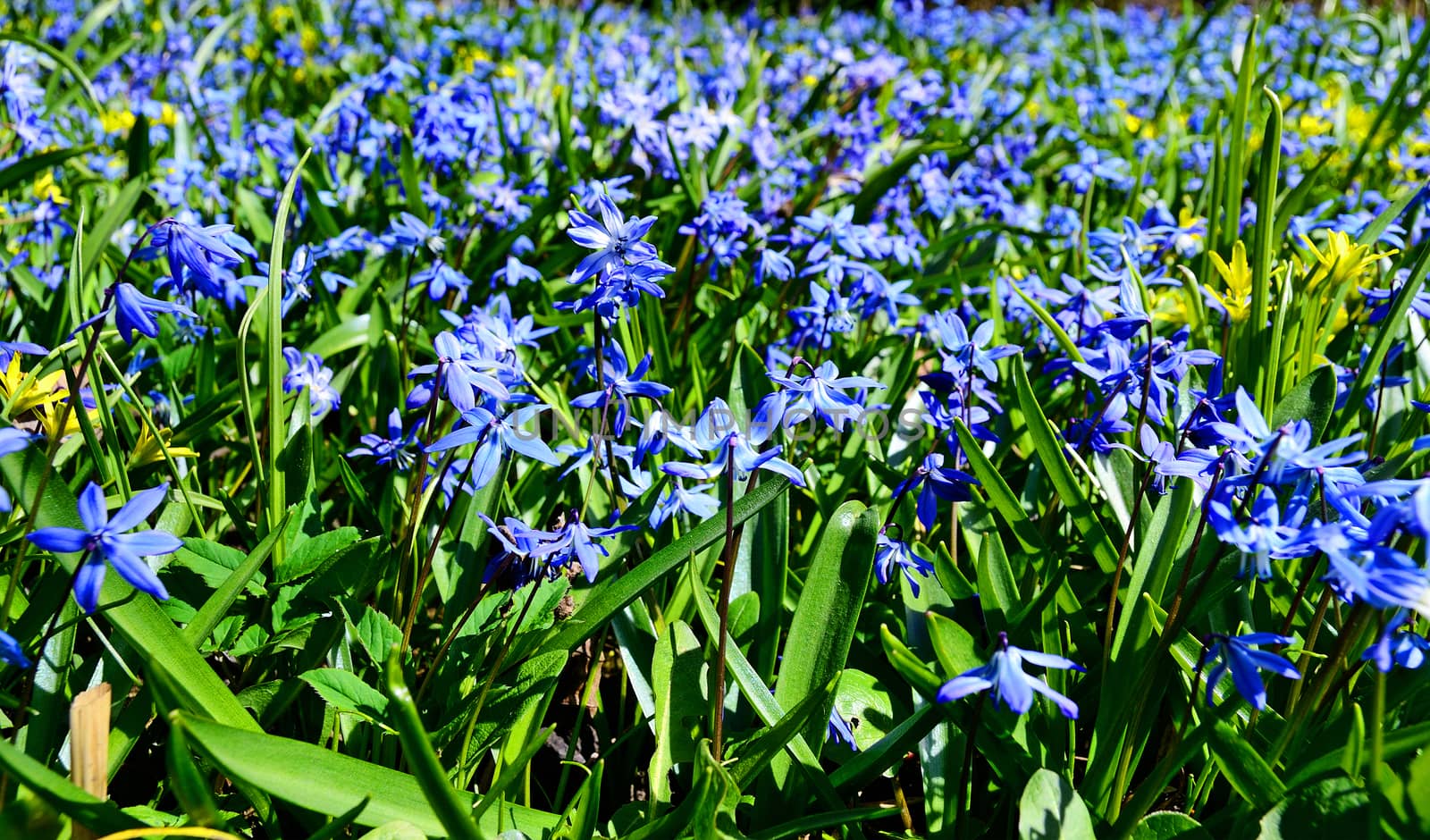 Flowers in Garden at Spring