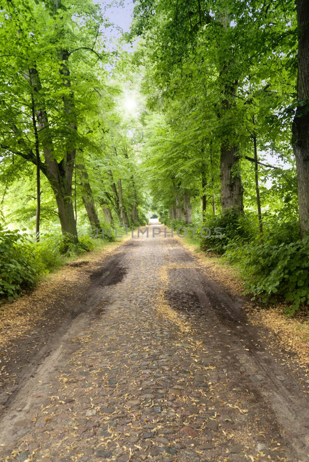 Alley in Mecklenburg-Western Pomerania, Germany