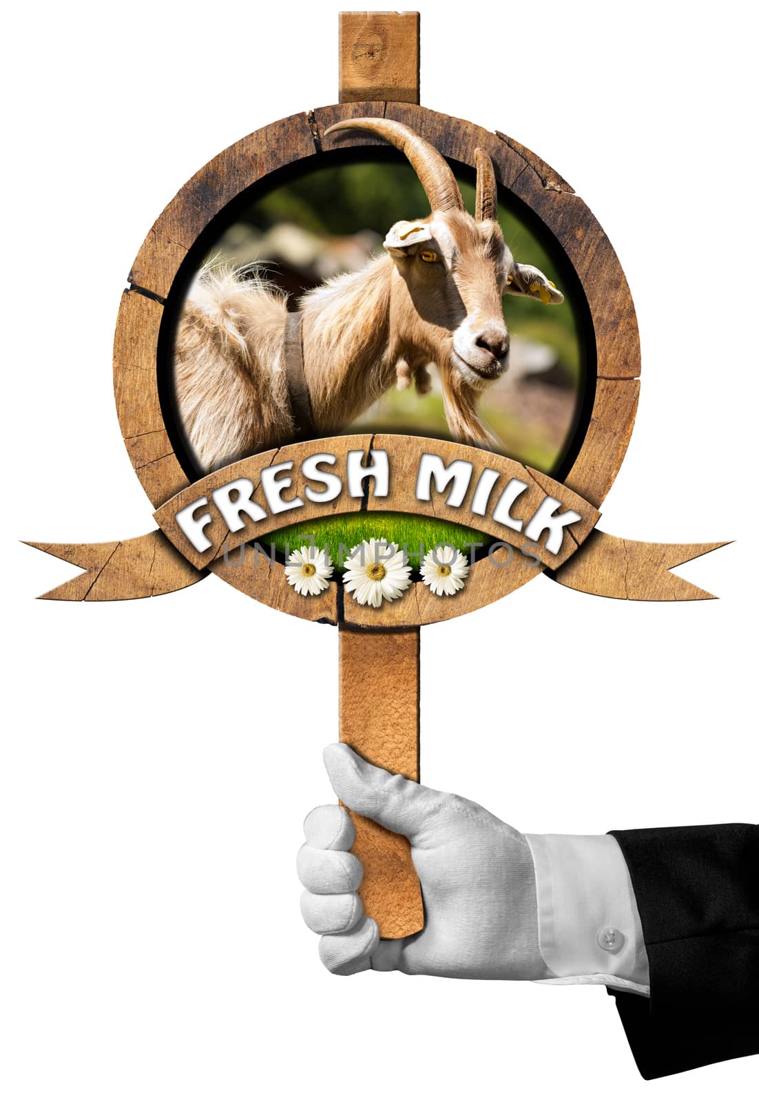 Hand of chef holding a wooden sign with head of goat with horns, green grass and daisy flowers, wooden ribbon with text Fresh milk. Isolated on white background
