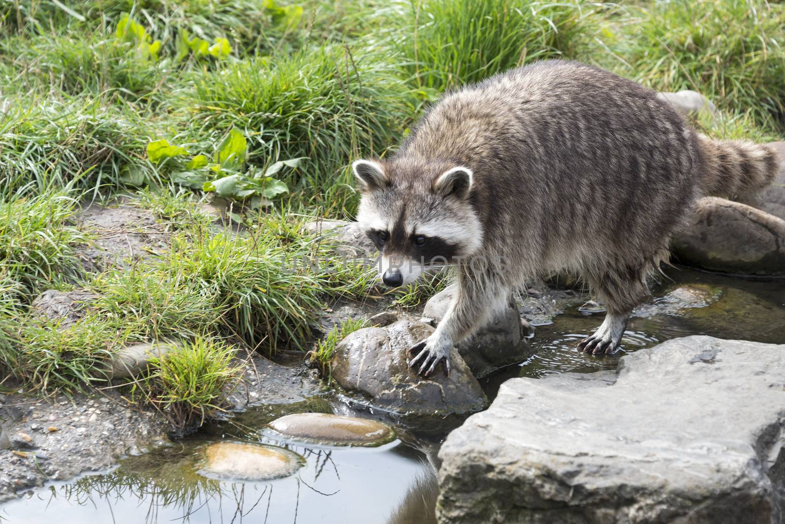 raccoon walking in the green grass near rocks and water