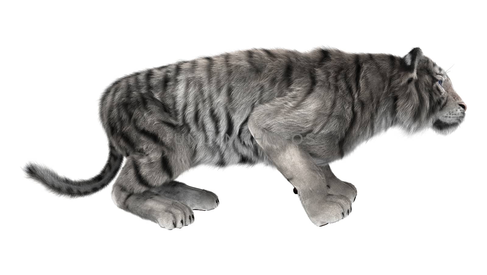 3D digital render of a white tiger hunting isolated on white background