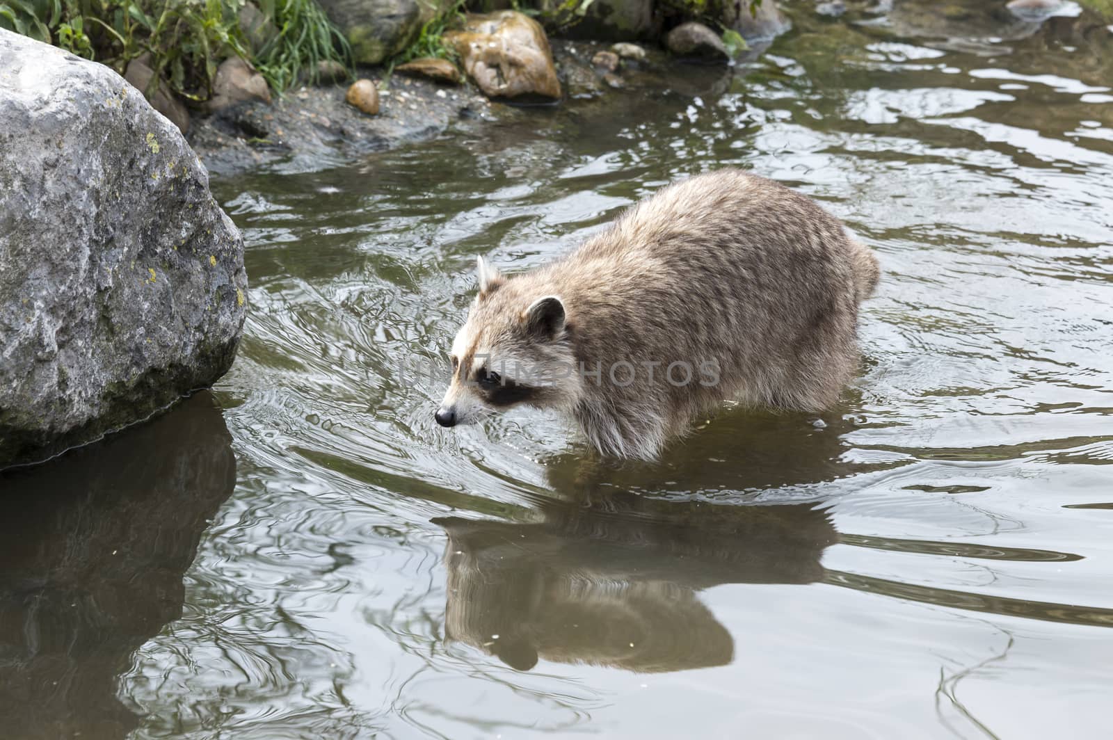 raccoon walking in the water near the rocks
