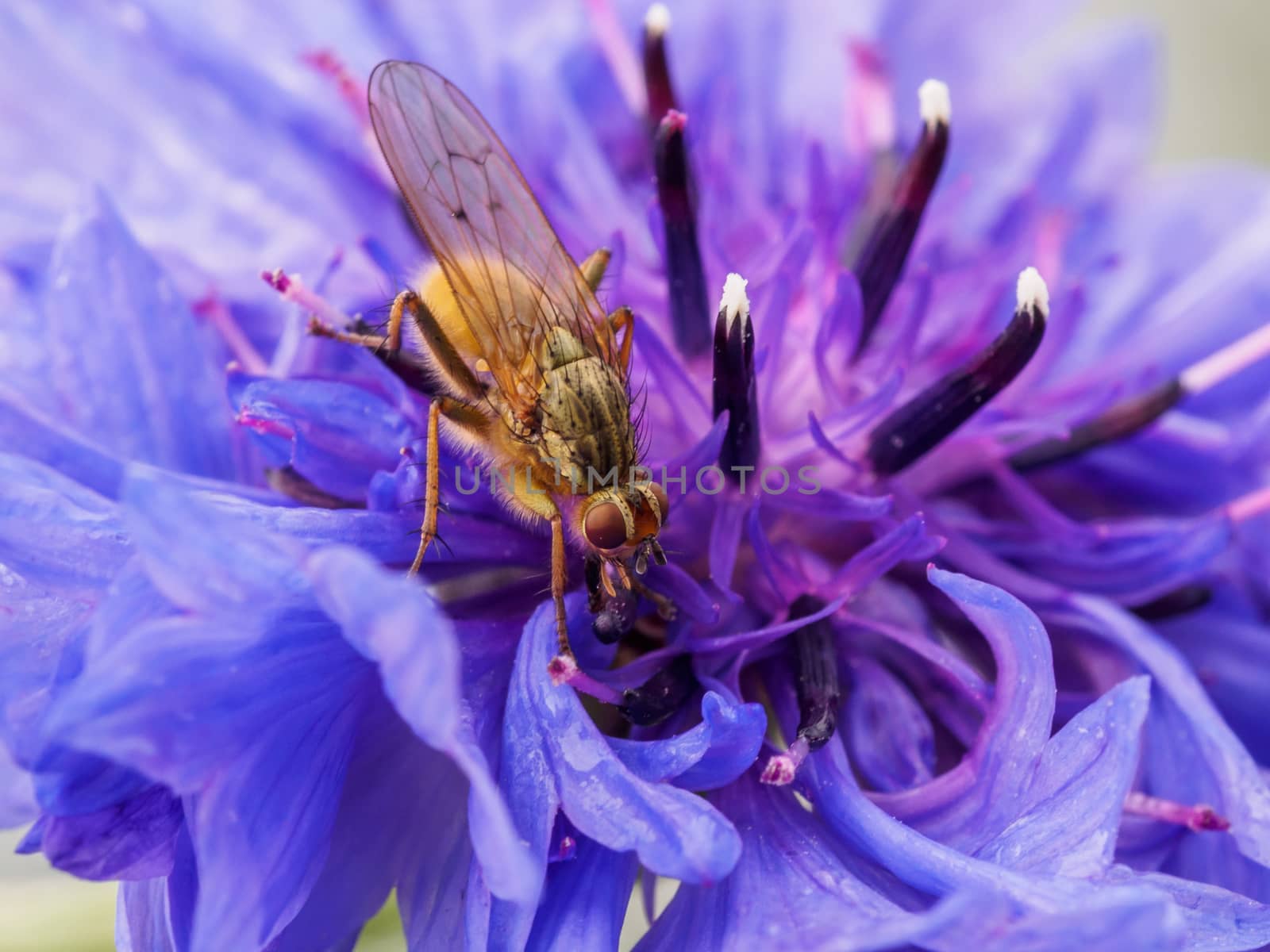 Small brown fly rests on purple flower by frankhoekzema