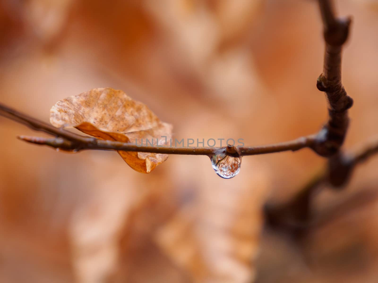 Autumn colors provide a blurred background to this water droplet hanging from a branch