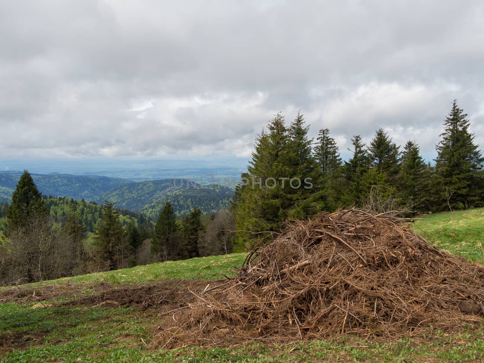 Large pile of old twigs and branches overlooking the Vosges hills in France