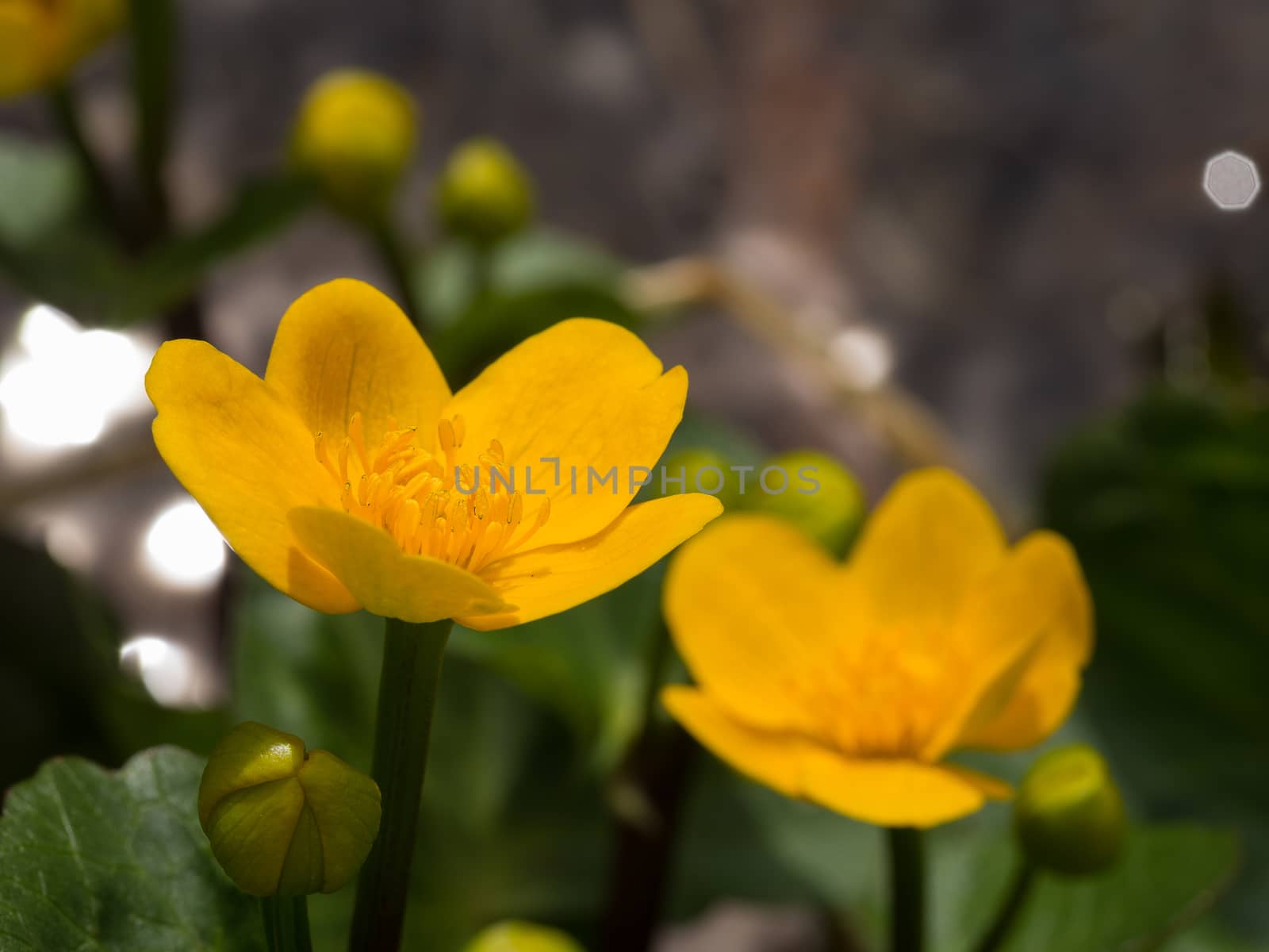 This small yellow flower very much resembles a buttercup
