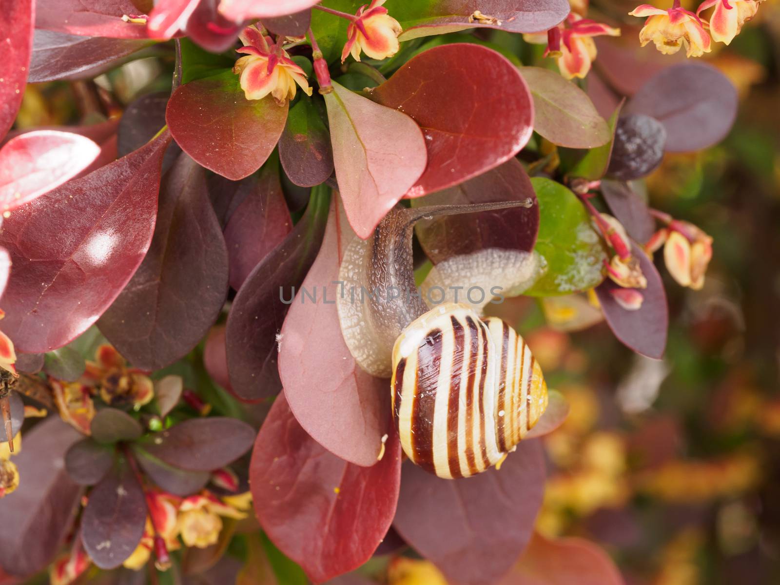 Simple snail in red leaves of a bush