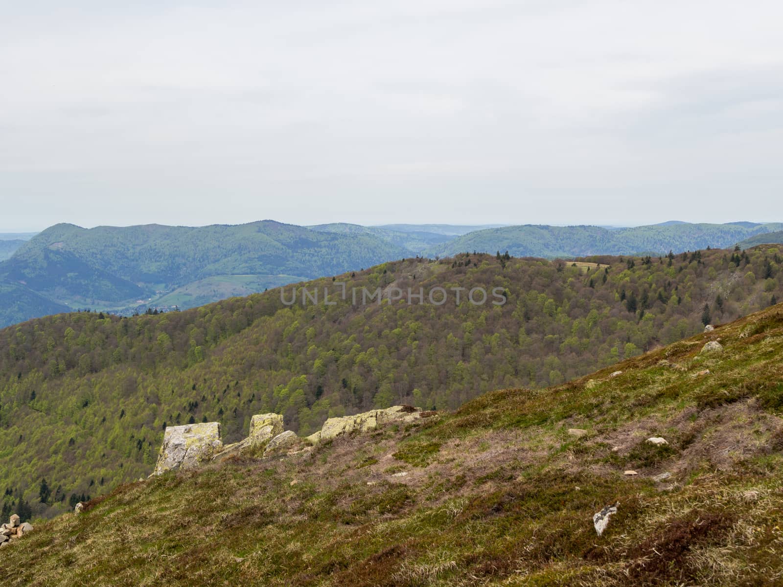 Vosges hills covered with trees by frankhoekzema