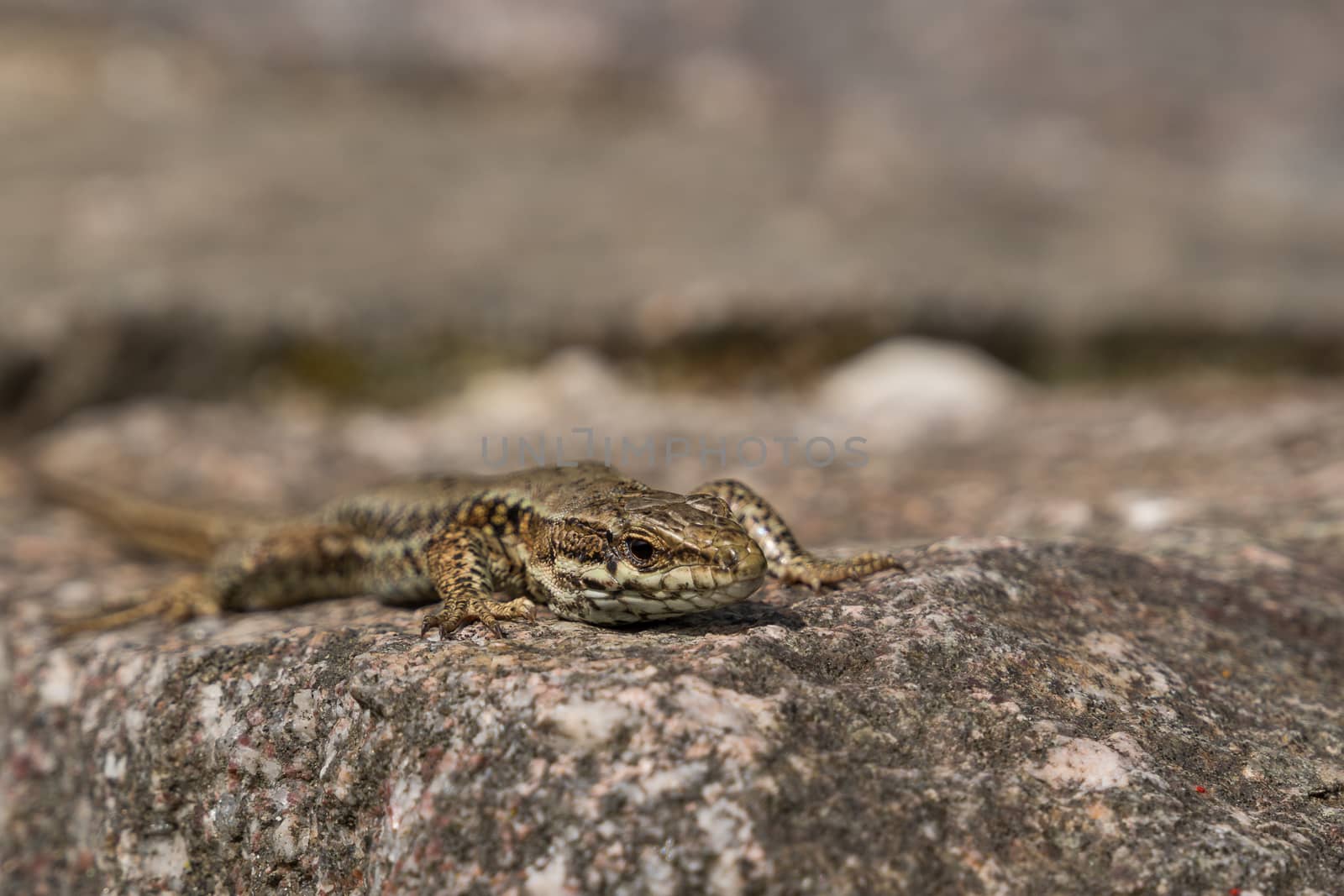 Zootoca vivipara, viviparous lizard closeup