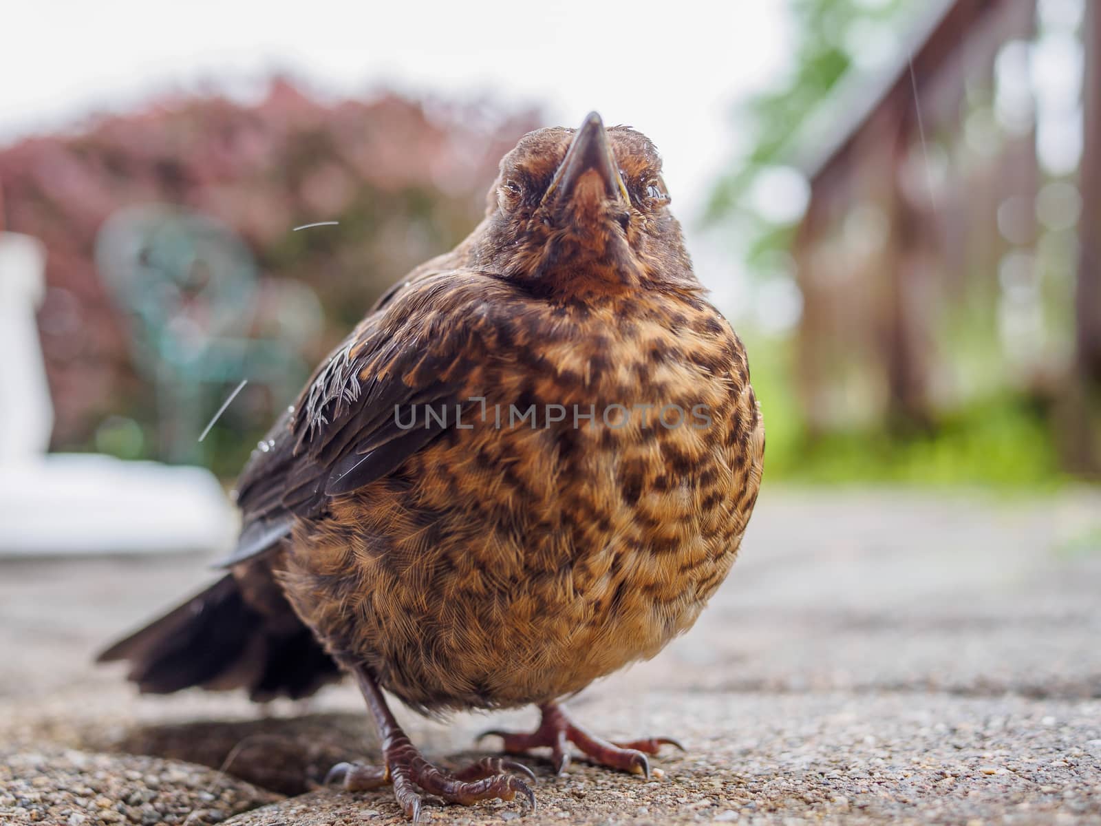 Extremely close view of a brown song thrush