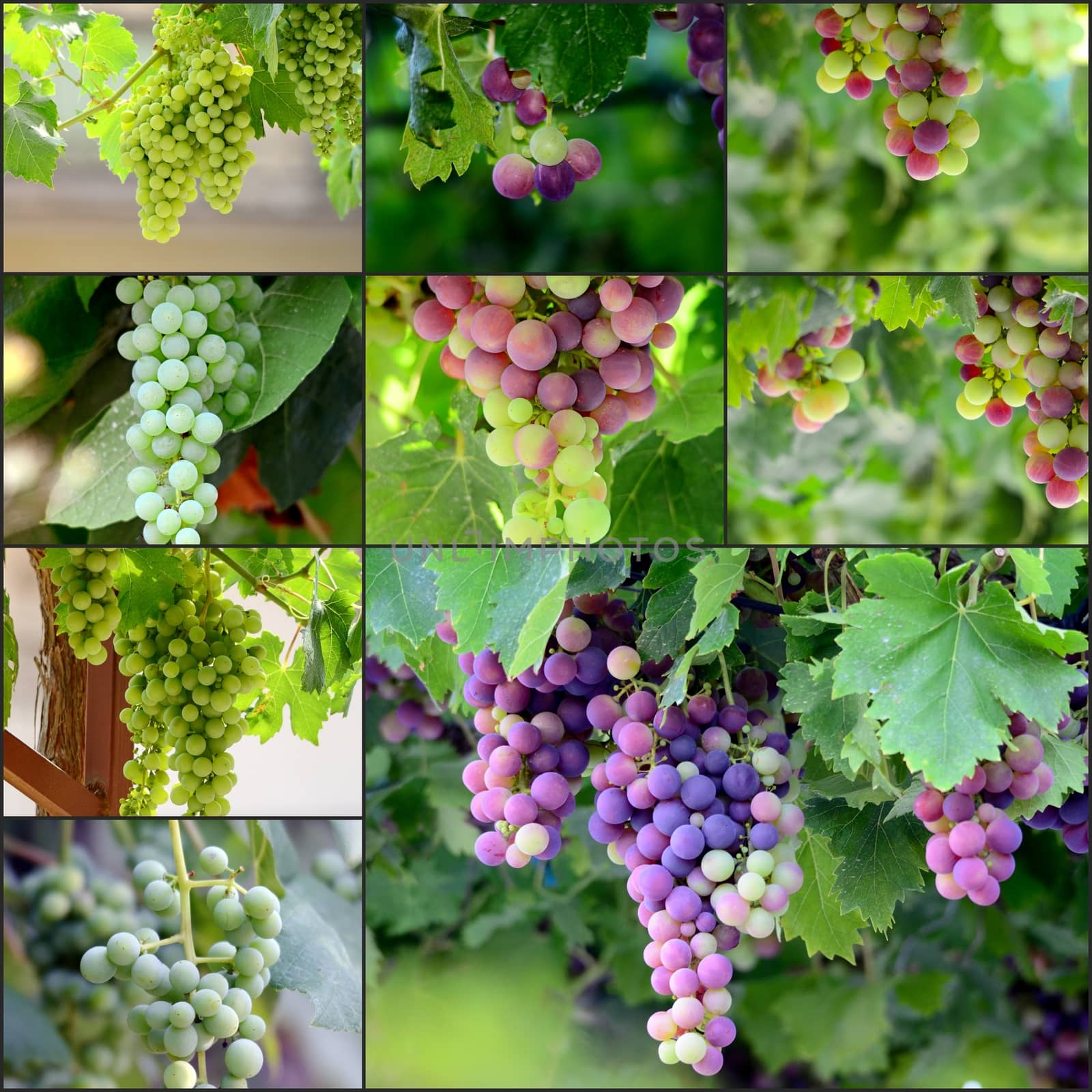  Grapes on the Vine just before harvest by nehru