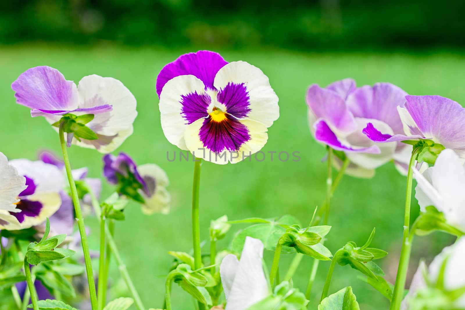 violet flower with monkey face in garden