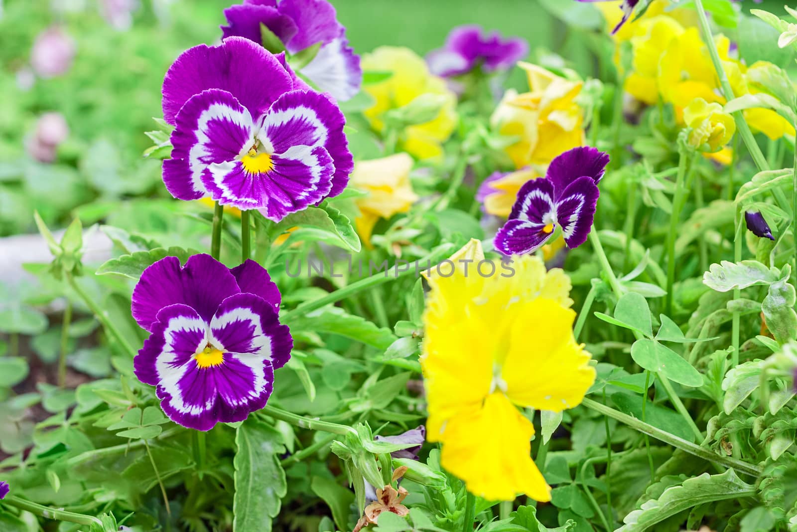 violet and yellow flowers in garden