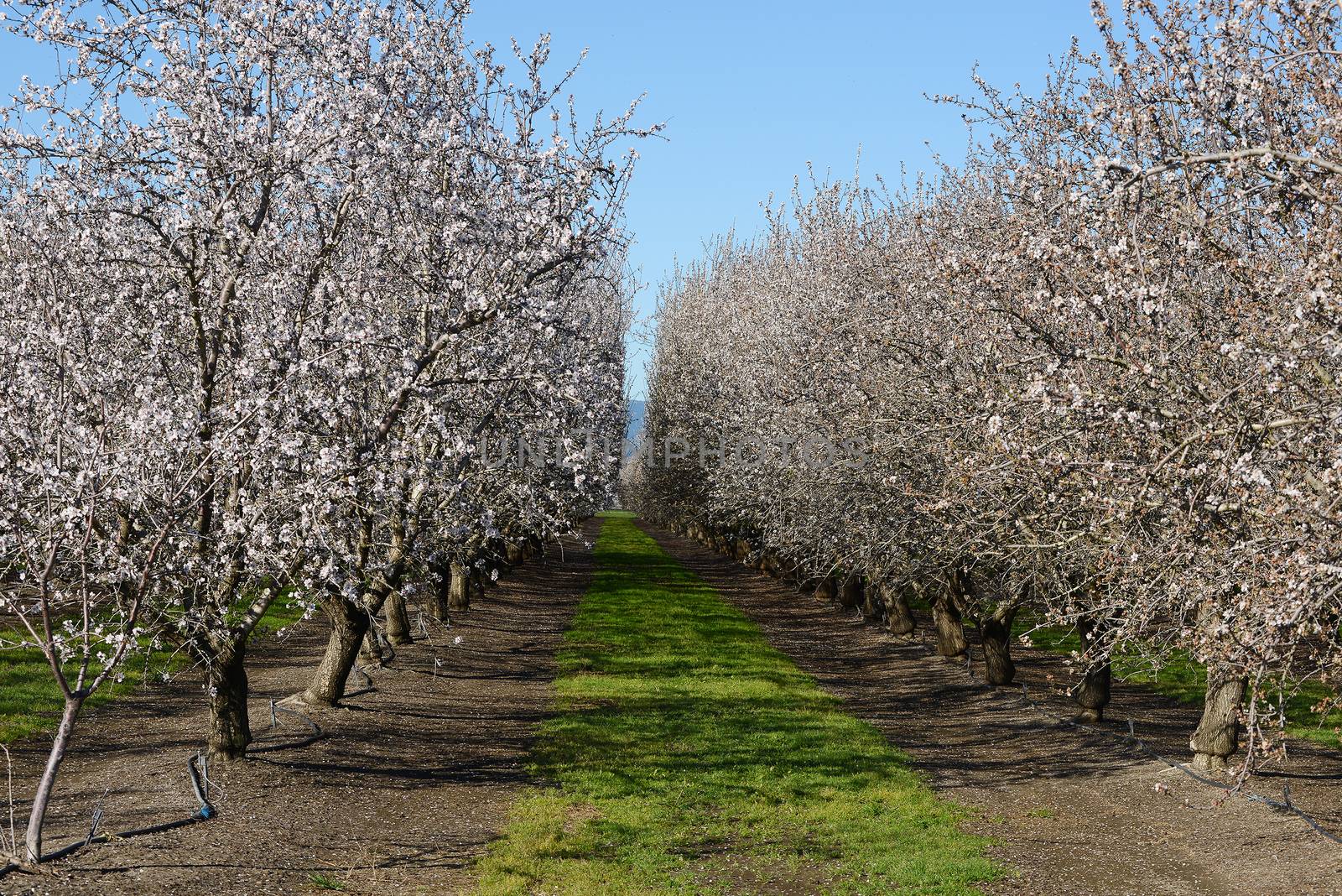 an almond tree farm with spring blooming near sacramento